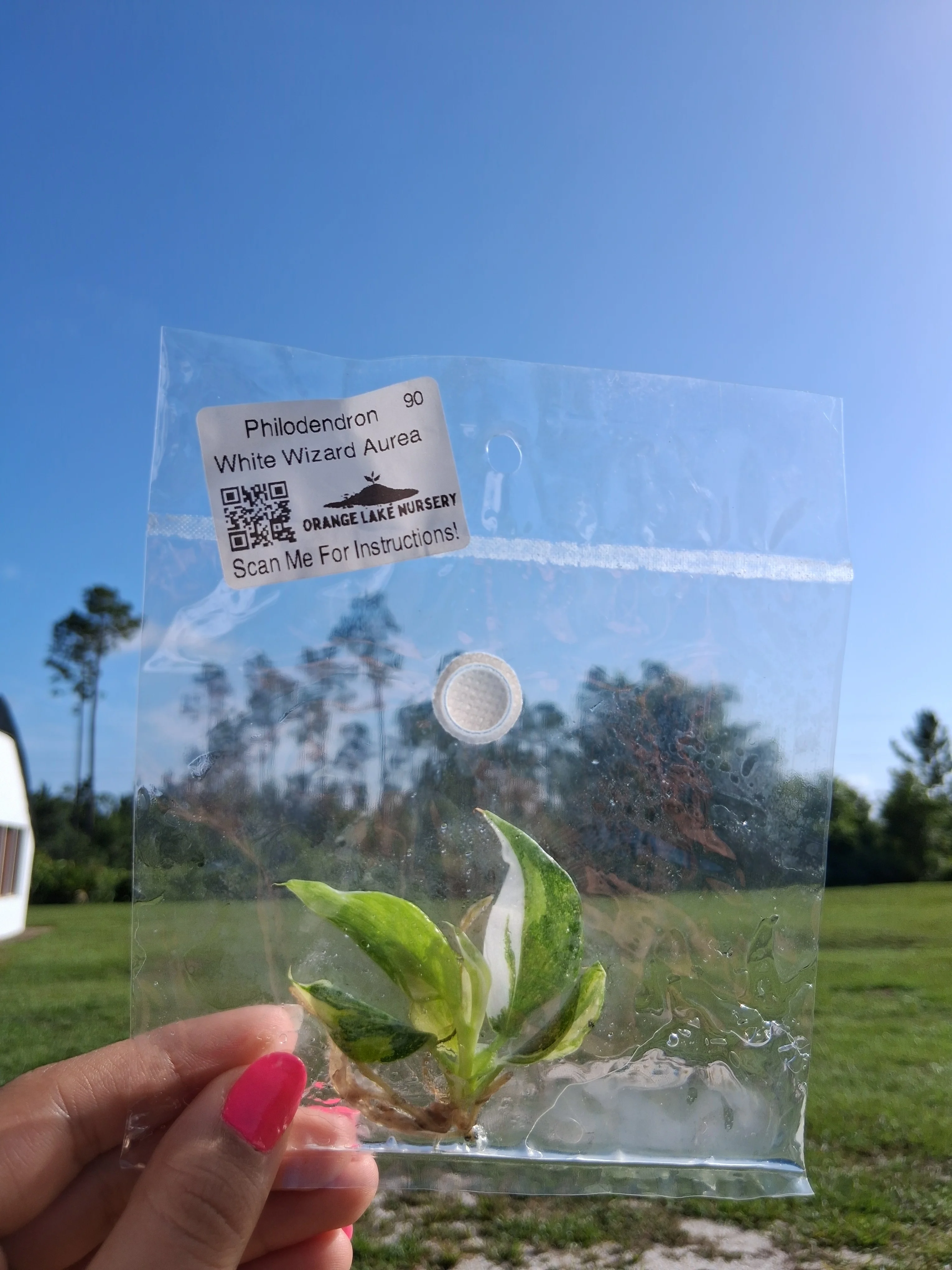 Philodendron White Wizard Aurea Tissue Culture - Image 4