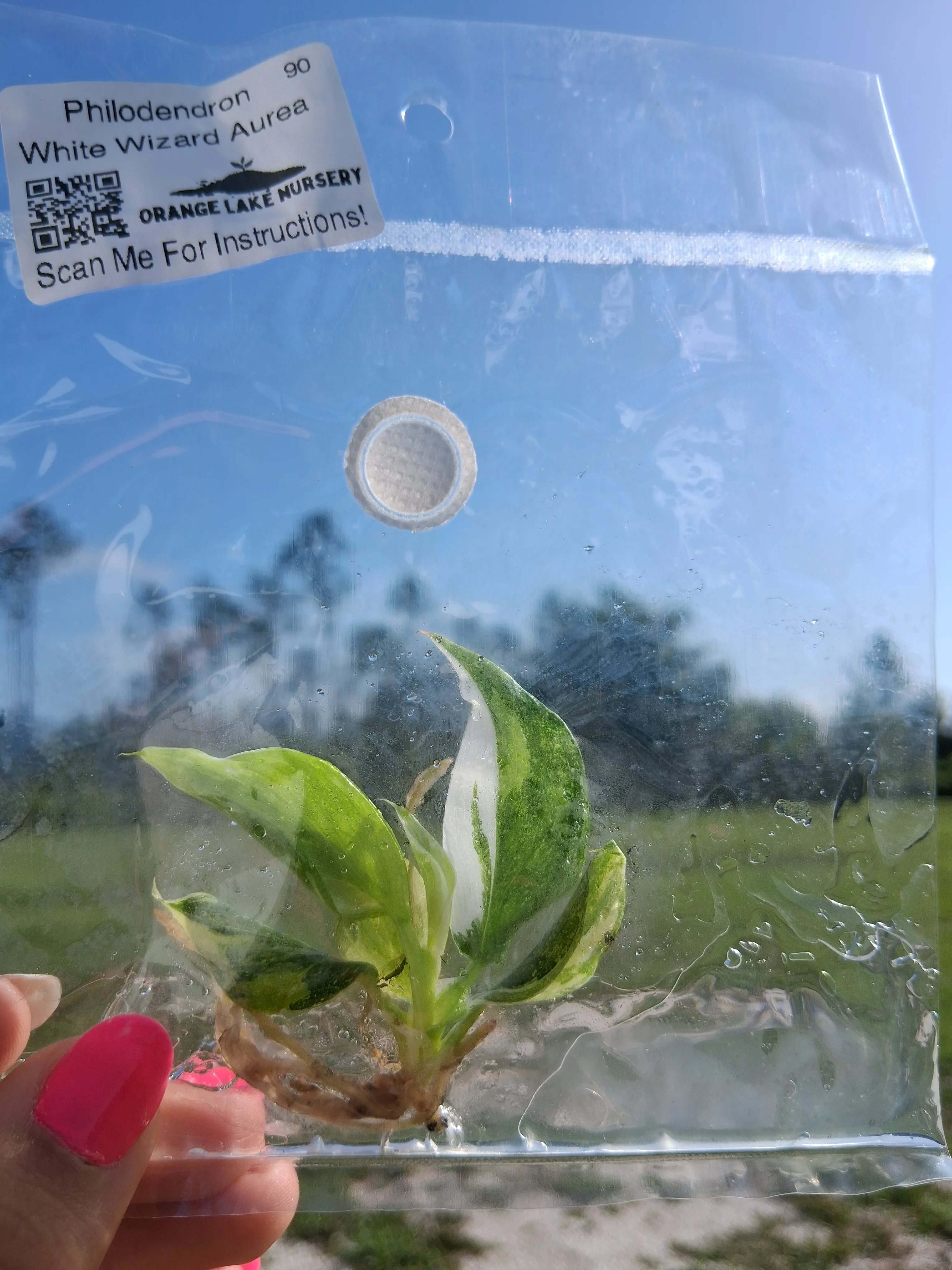 Philodendron White Wizard Aurea Tissue Culture - Image 5