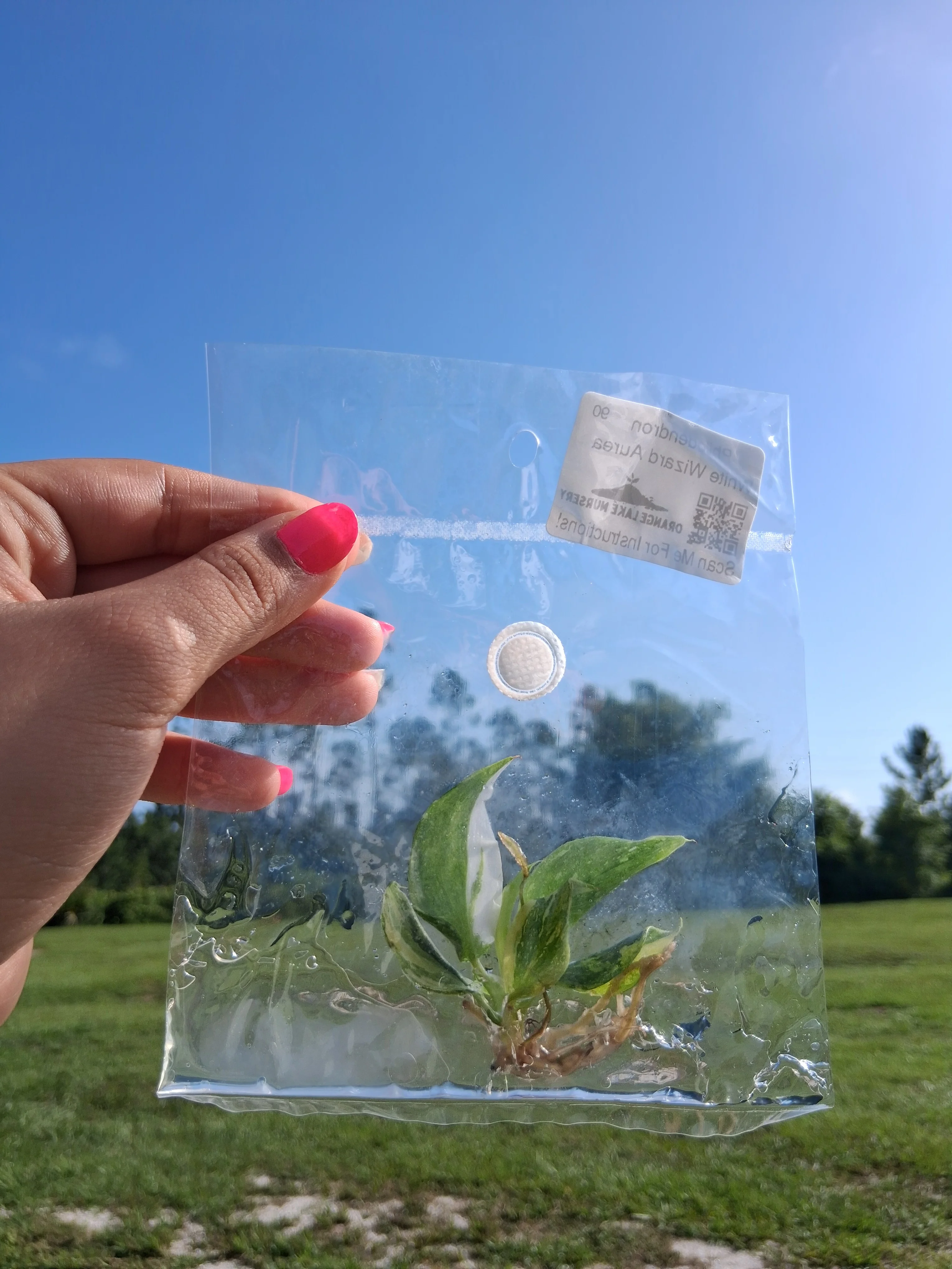 Philodendron White Wizard Aurea Tissue Culture - Image 6