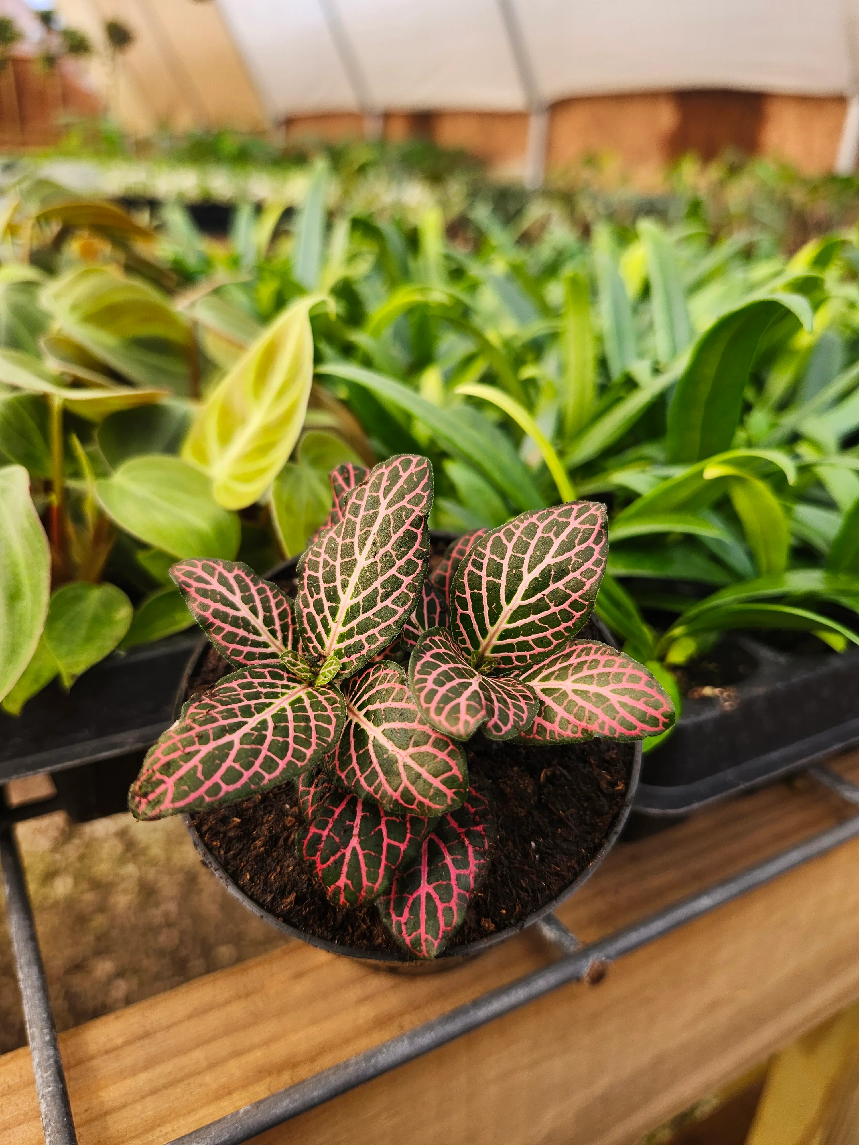 Pink Fittonia