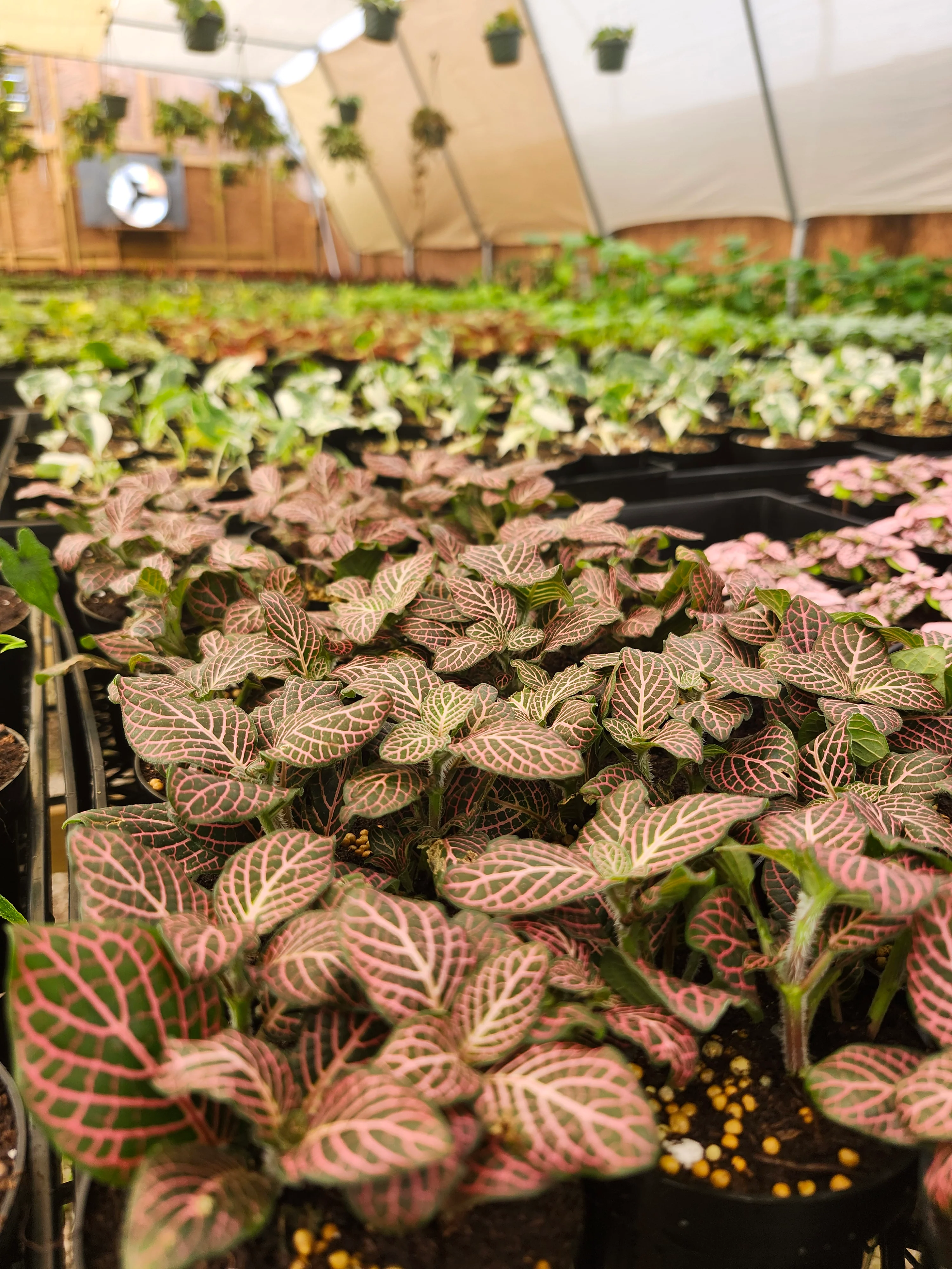 Pink Fittonia - Image 2