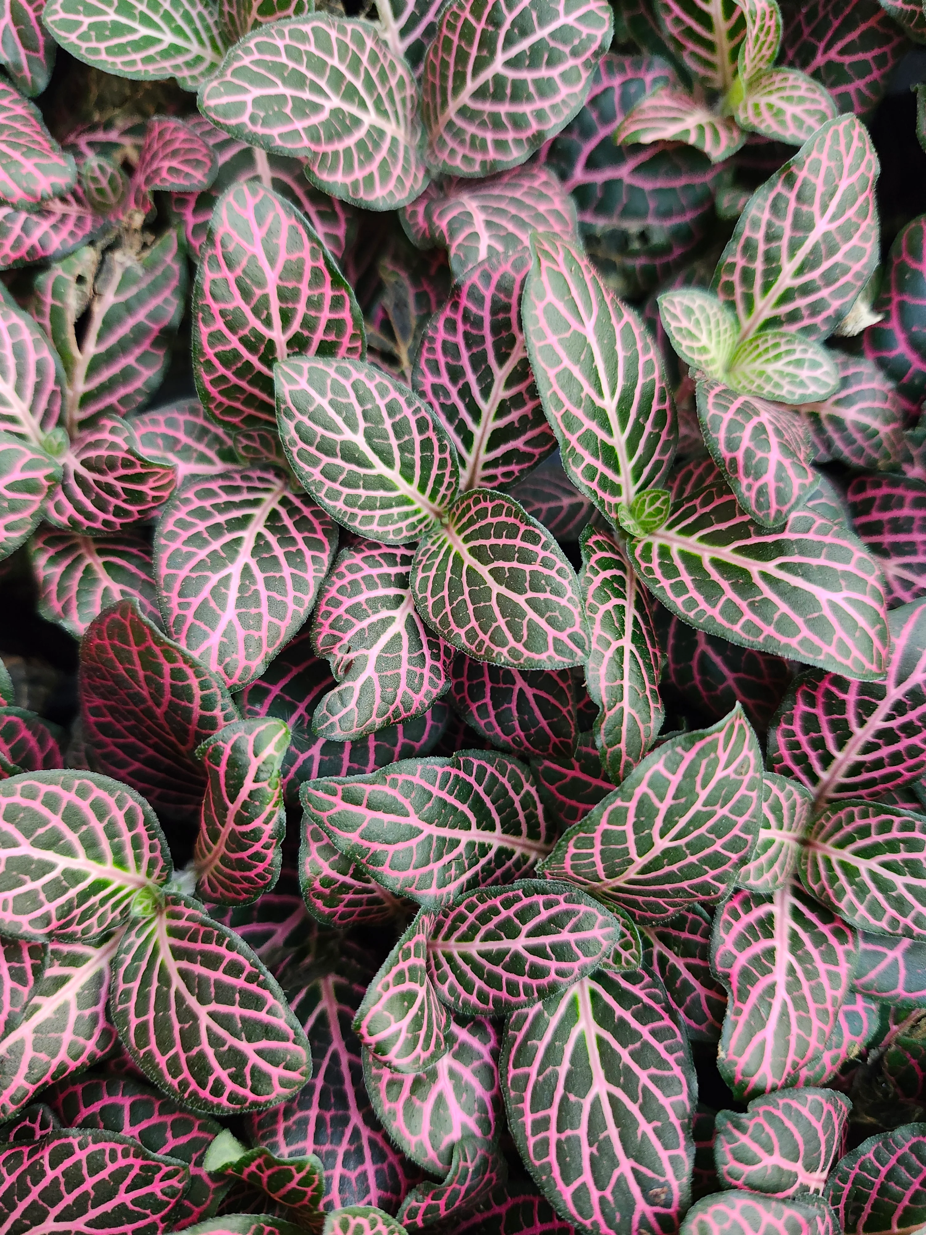 Pink Fittonia - Image 3
