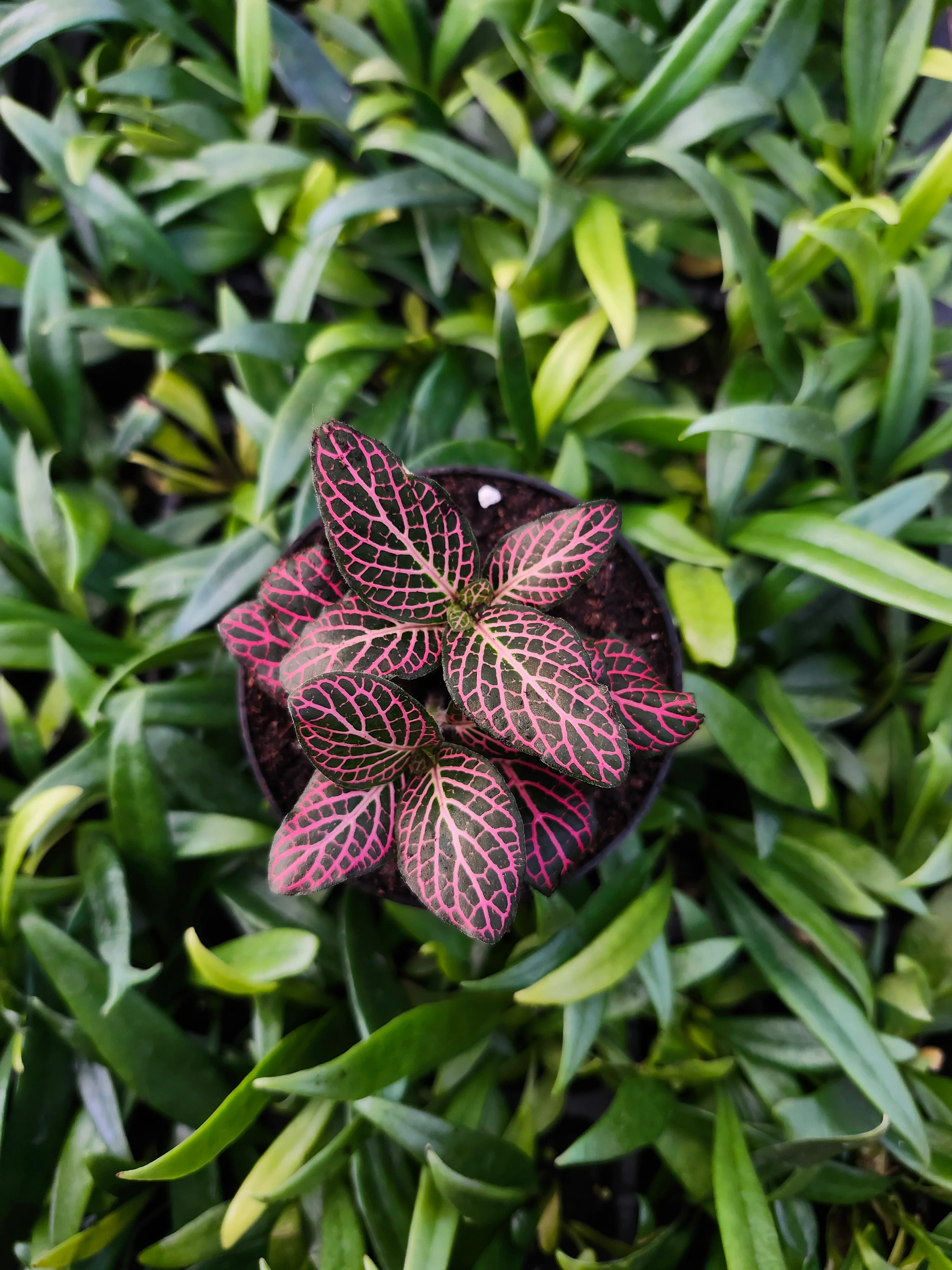 Pink Fittonia - Image 4