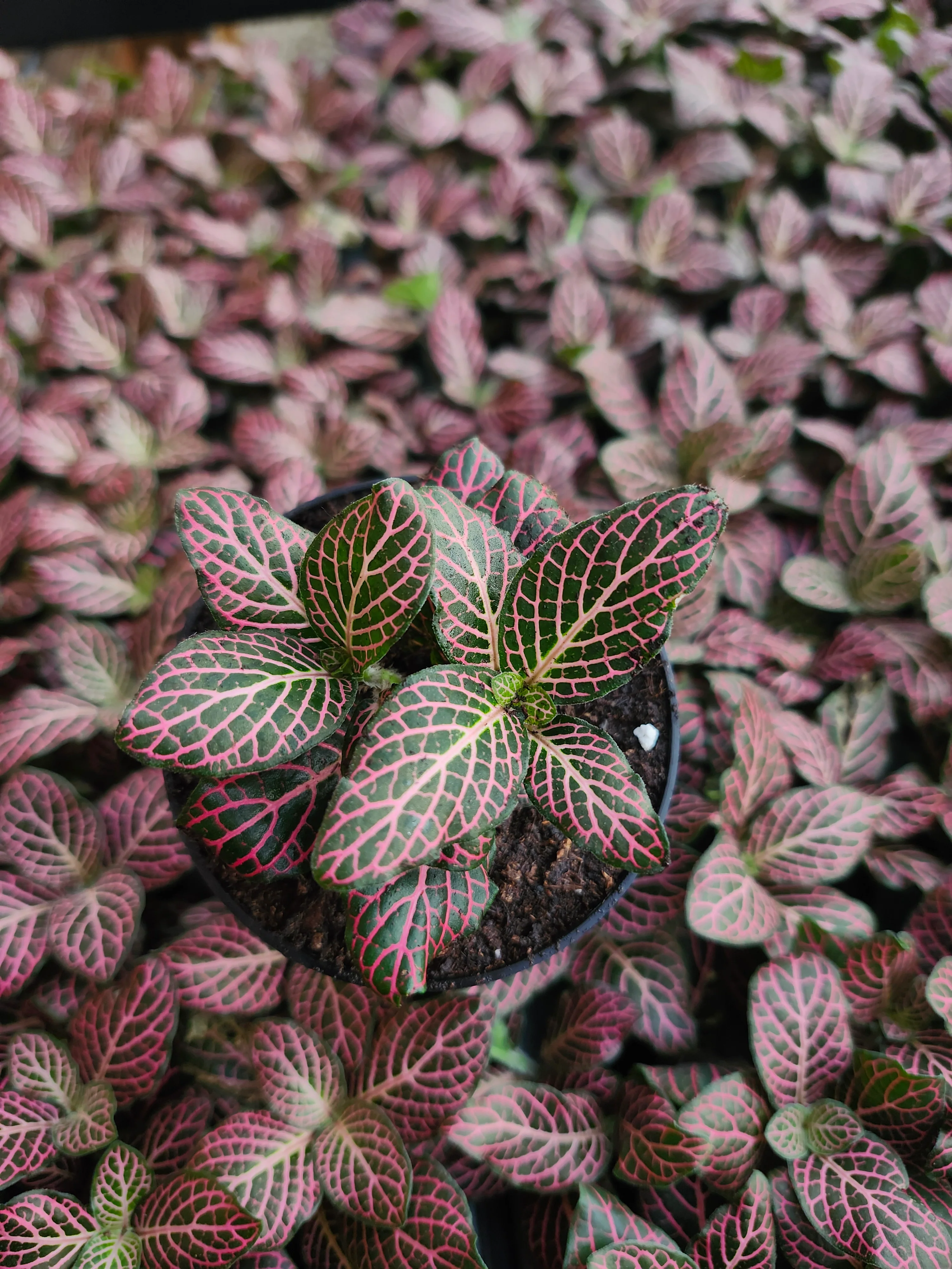 Pink Fittonia - Image 6