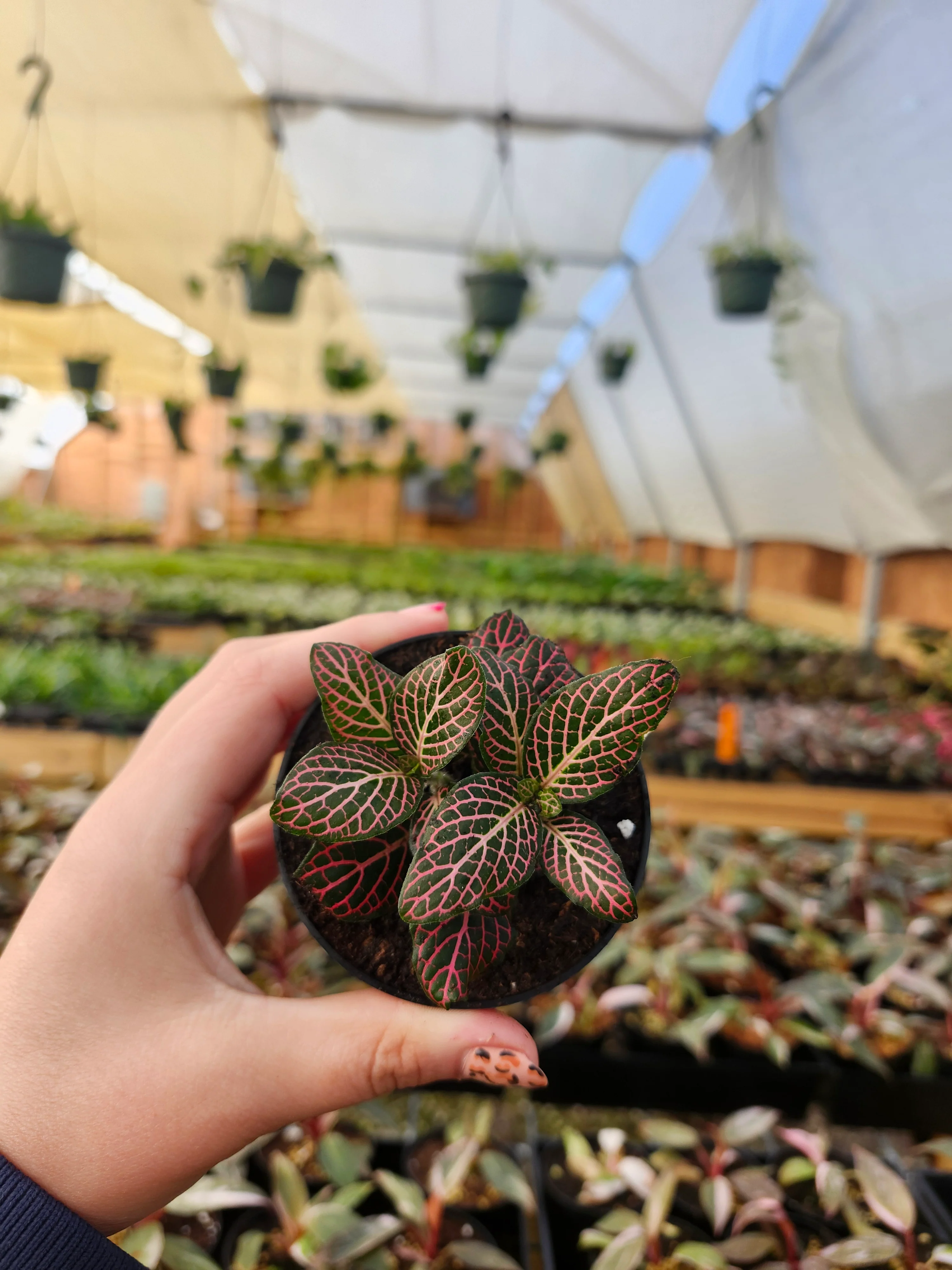 Pink Fittonia - Image 7