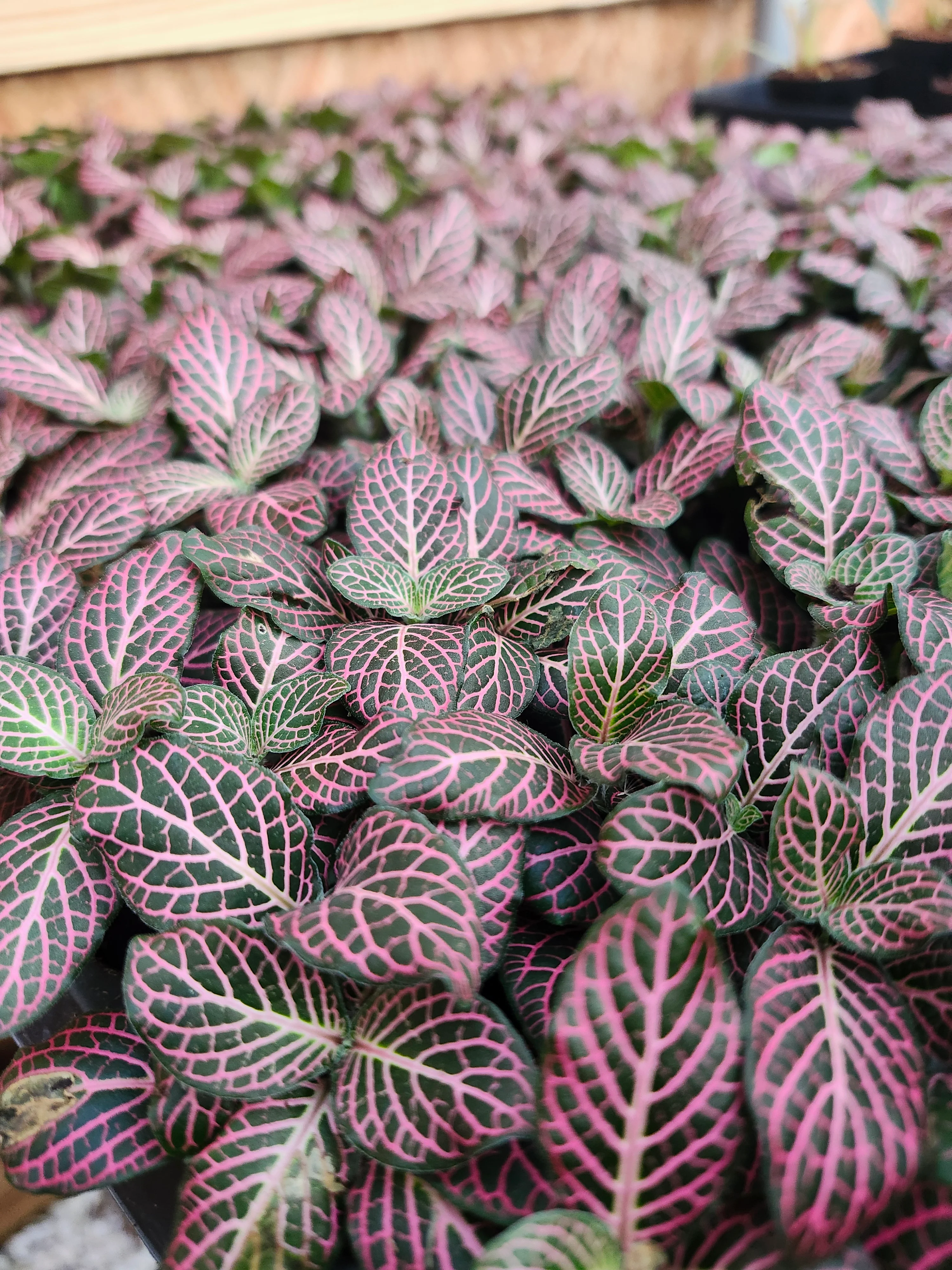 Pink Fittonia - Image 8