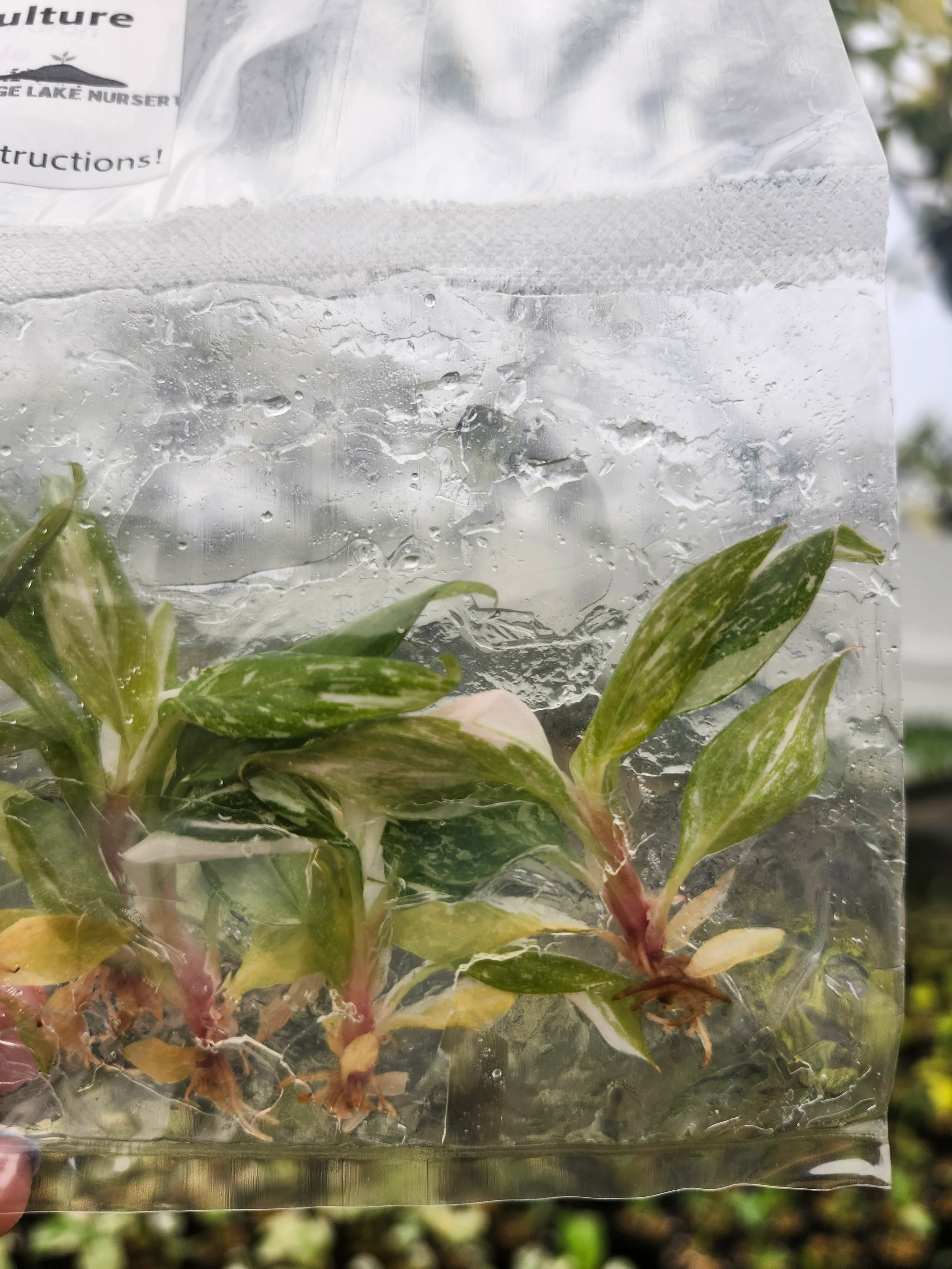 Philodendron Pink Princess Tissue Culture (5 Pack) - Image 2