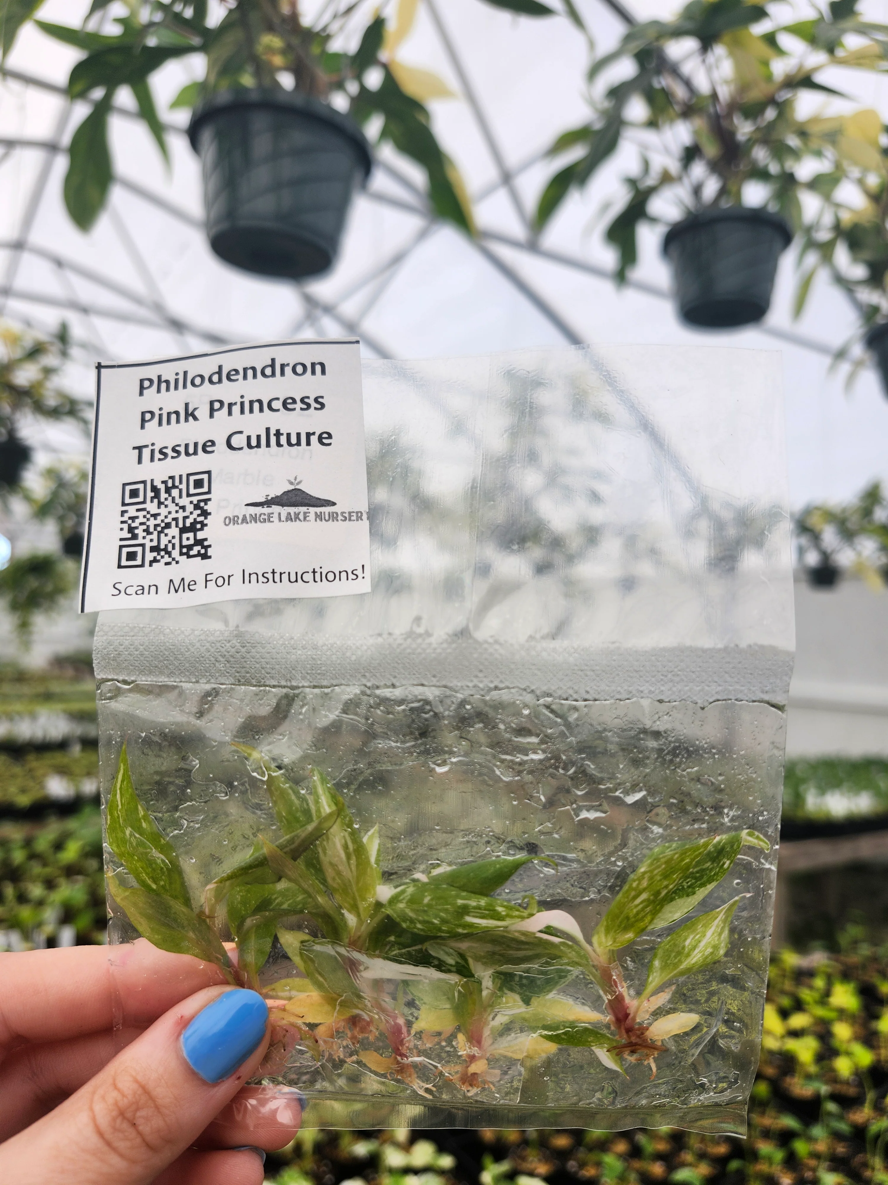 Philodendron Pink Princess Tissue Culture (5 Pack) - Image 4