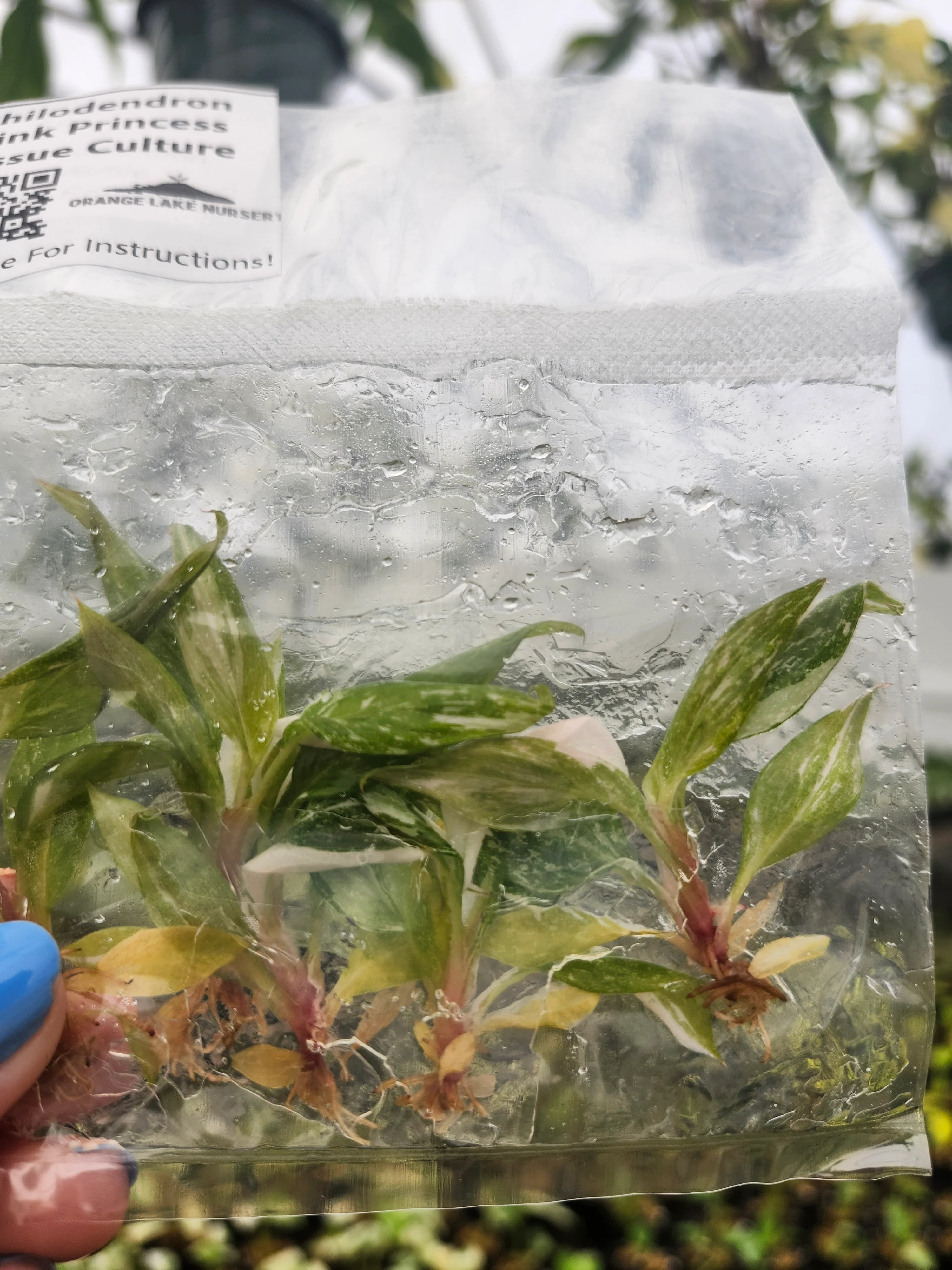 Philodendron Pink Princess Tissue Culture (5 Pack) - Image 5