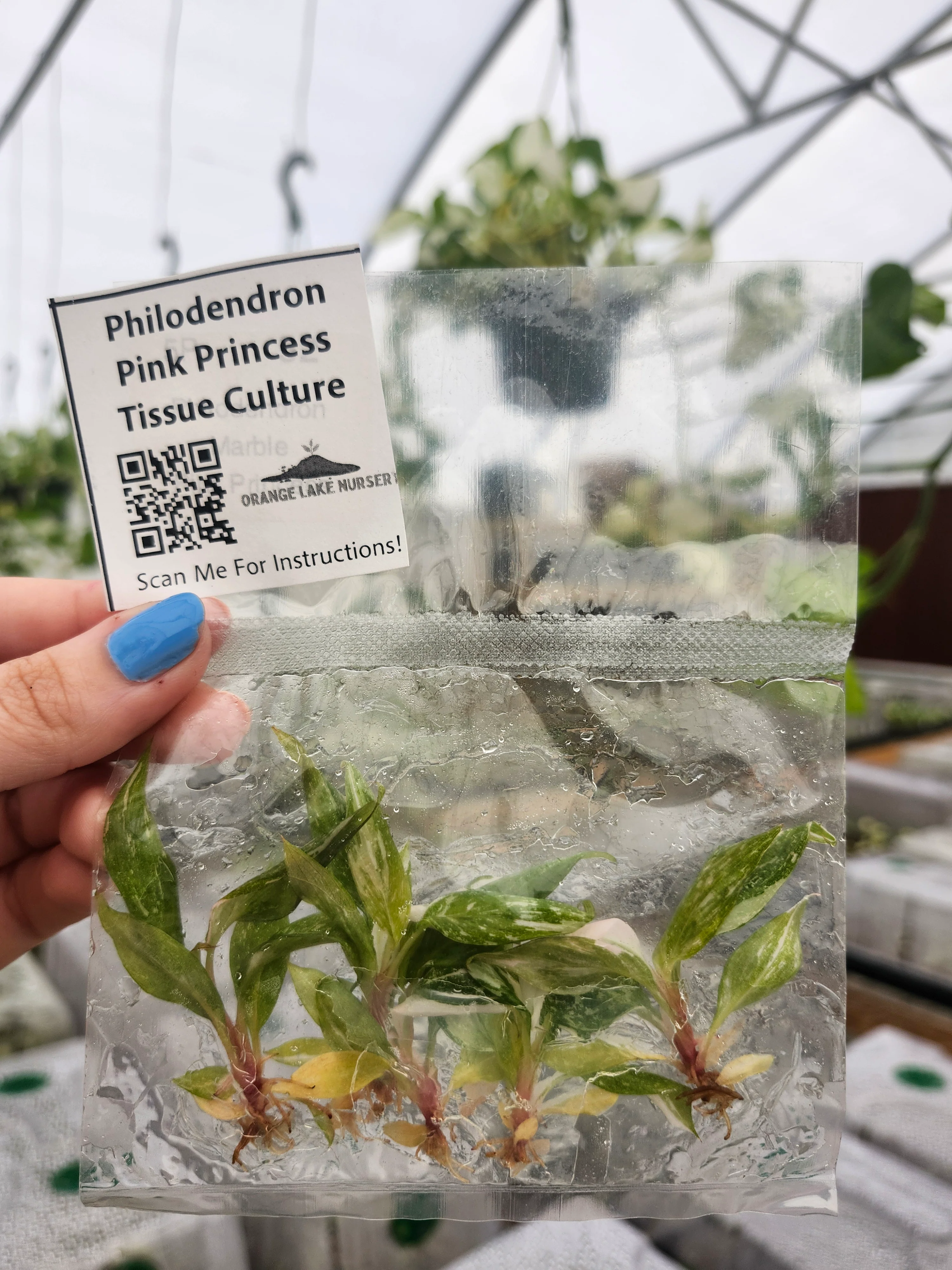 Philodendron Pink Princess Tissue Culture (5 Pack) - Image 6