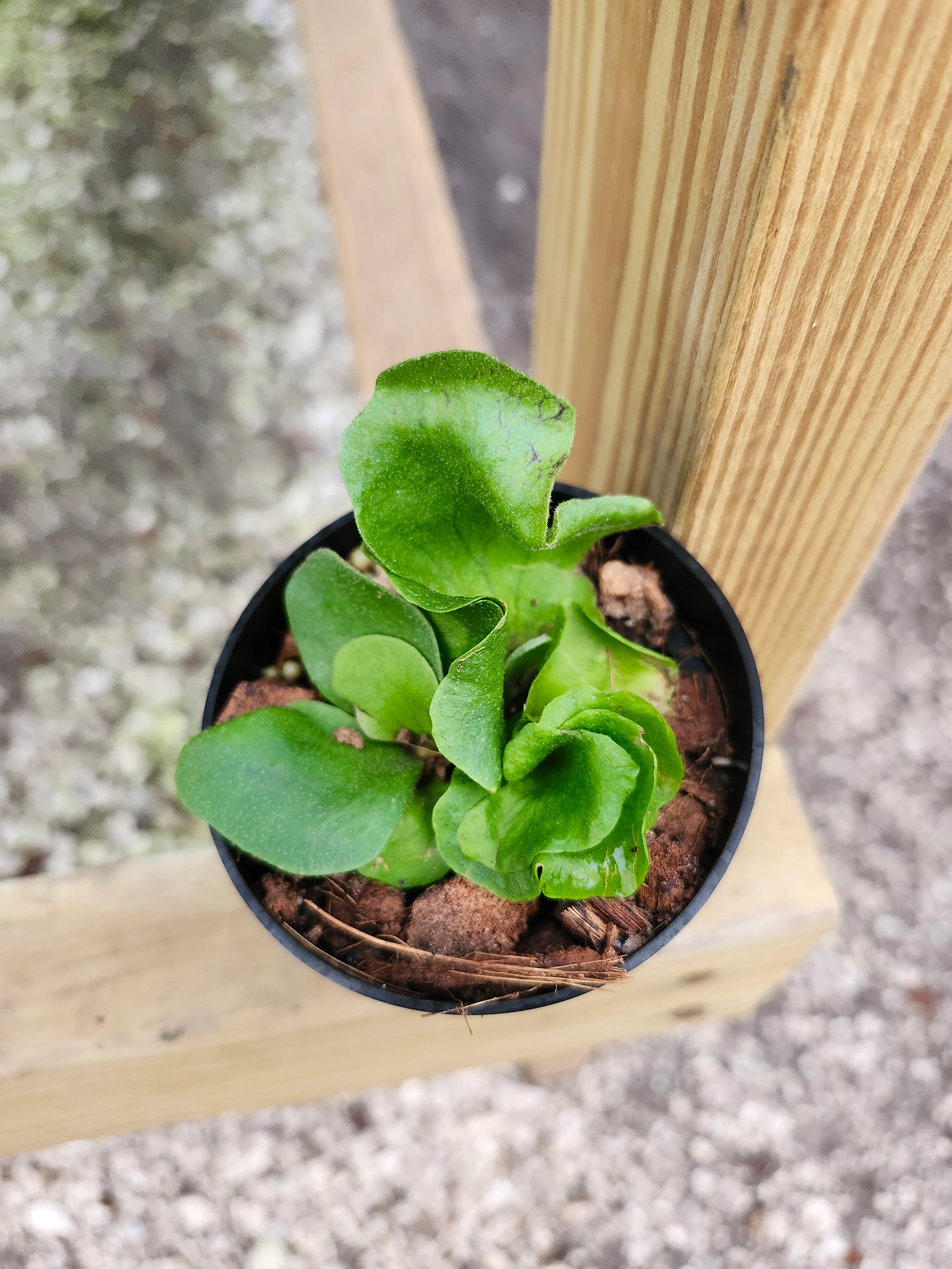 Elephant Staghorn Fern - Image 10