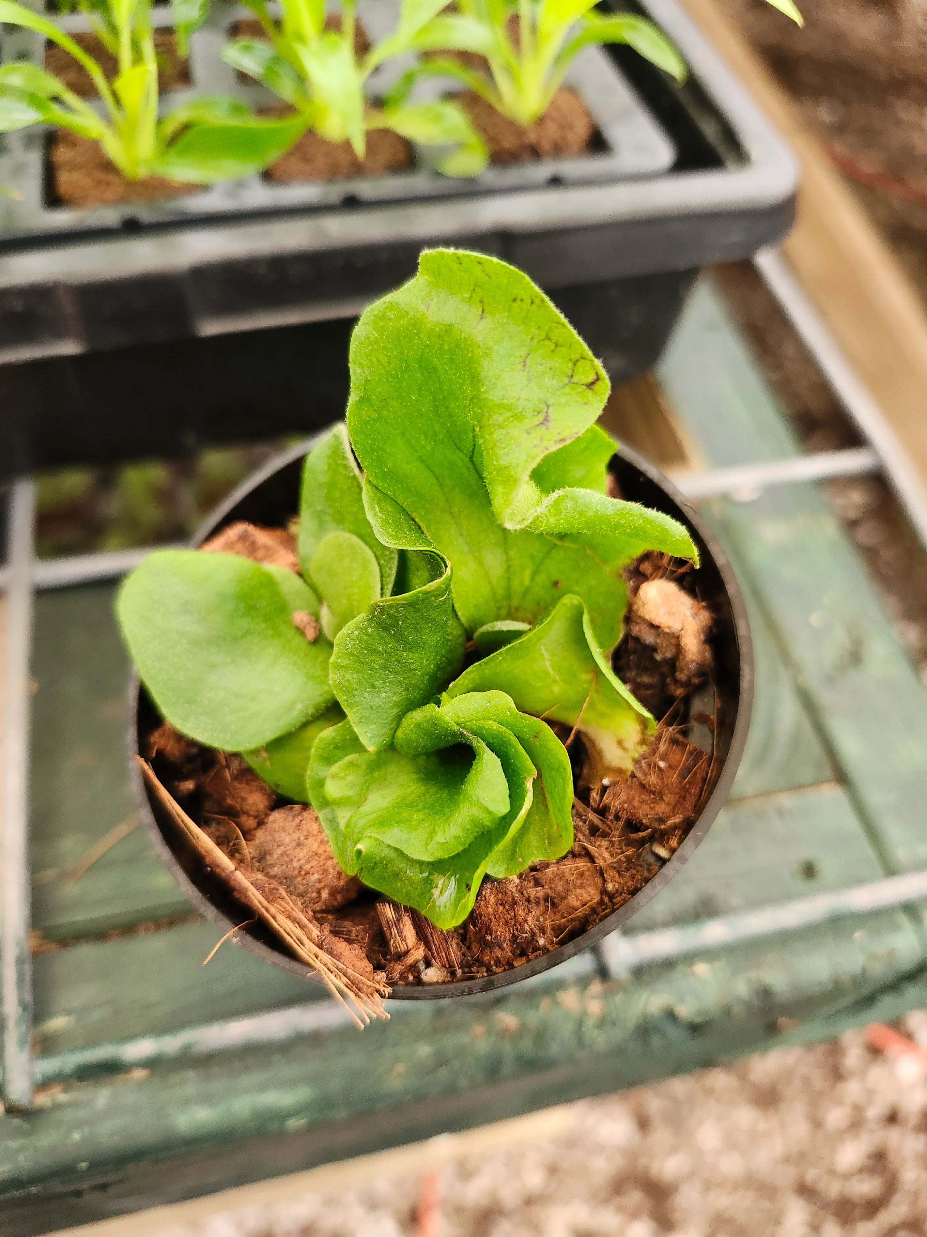 Elephant Staghorn Fern - Image 2