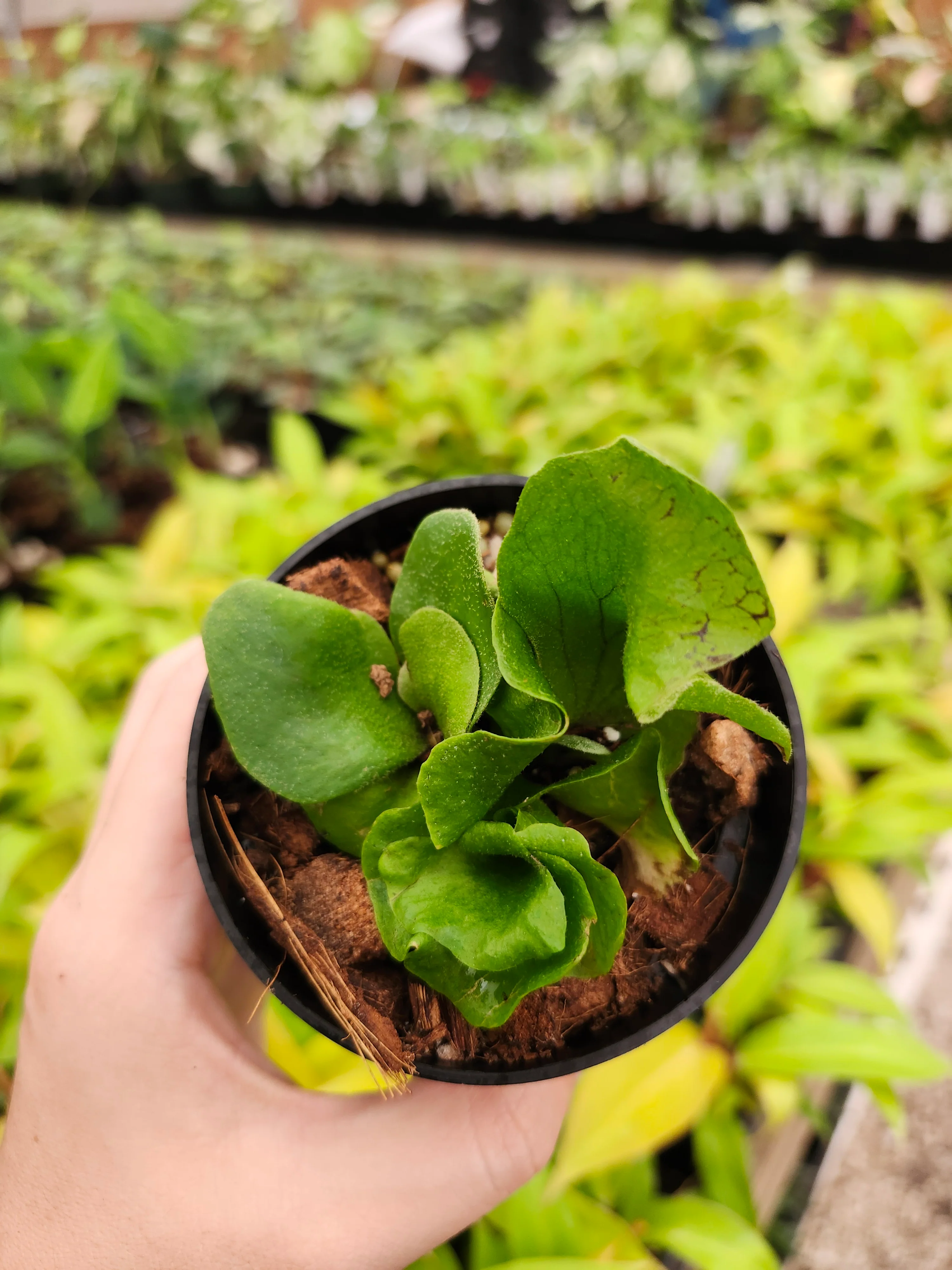 Elephant Staghorn Fern - Image 3