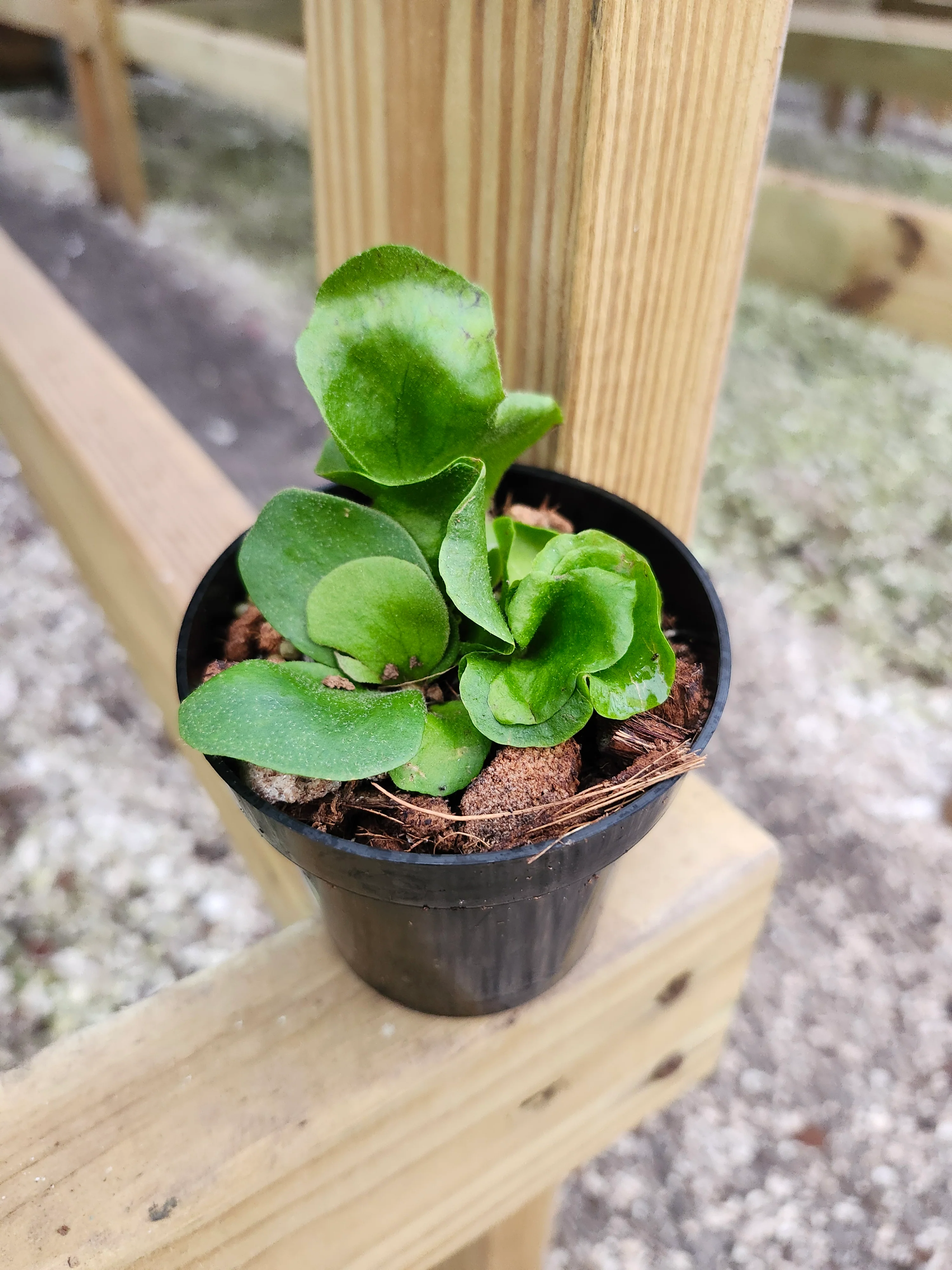 Elephant Staghorn Fern - Image 9