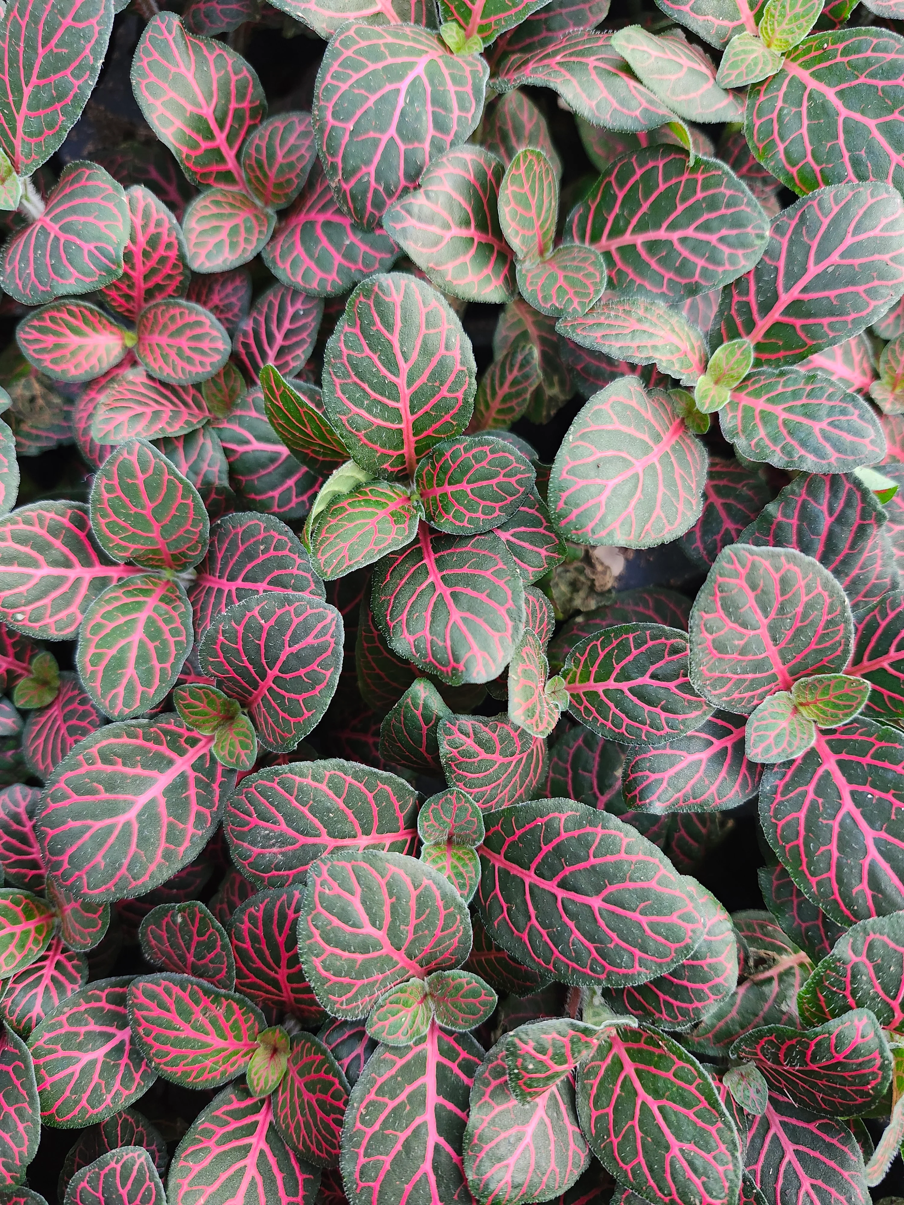 Red Fittonia