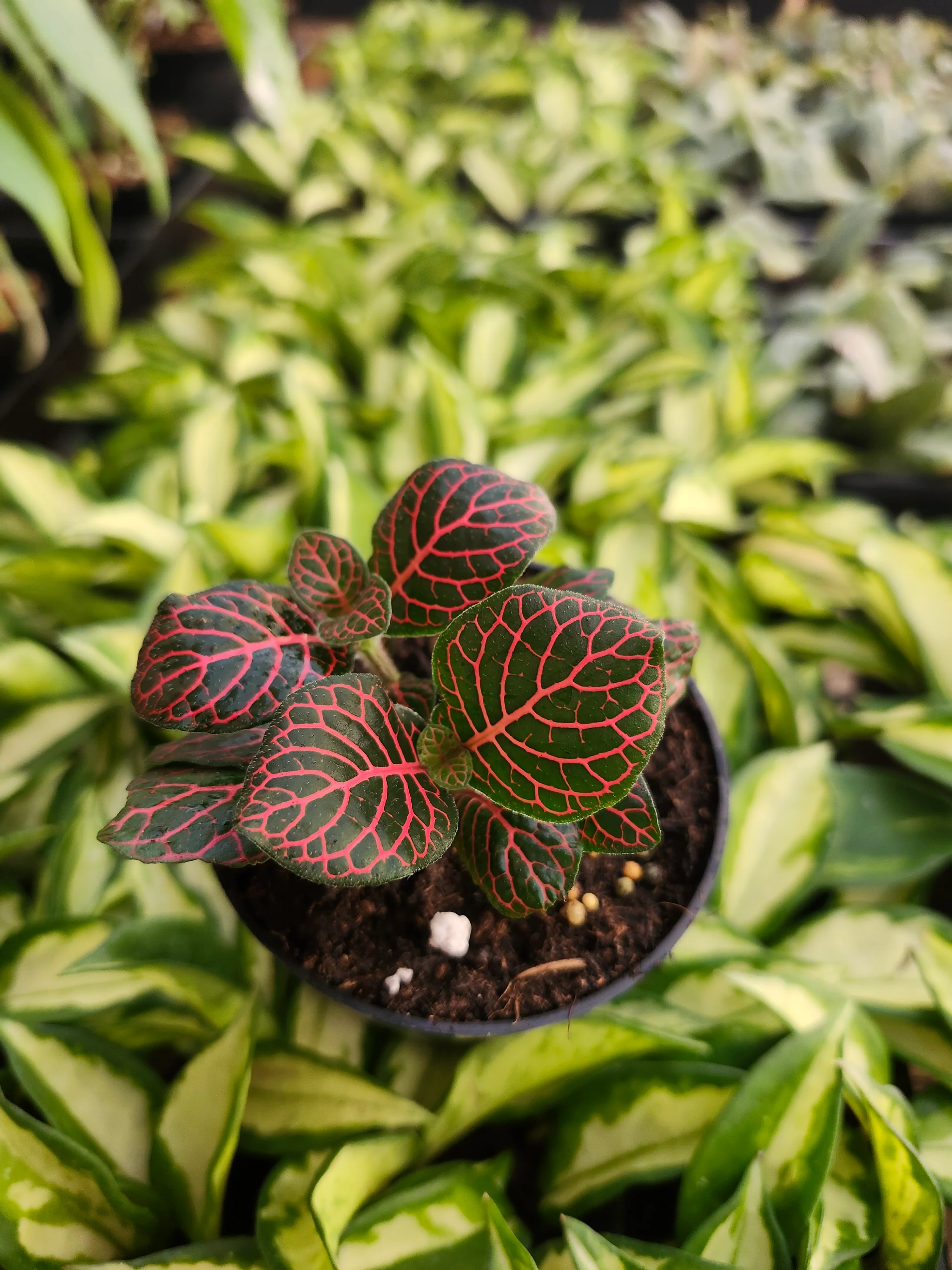 Red Fittonia - Image 2