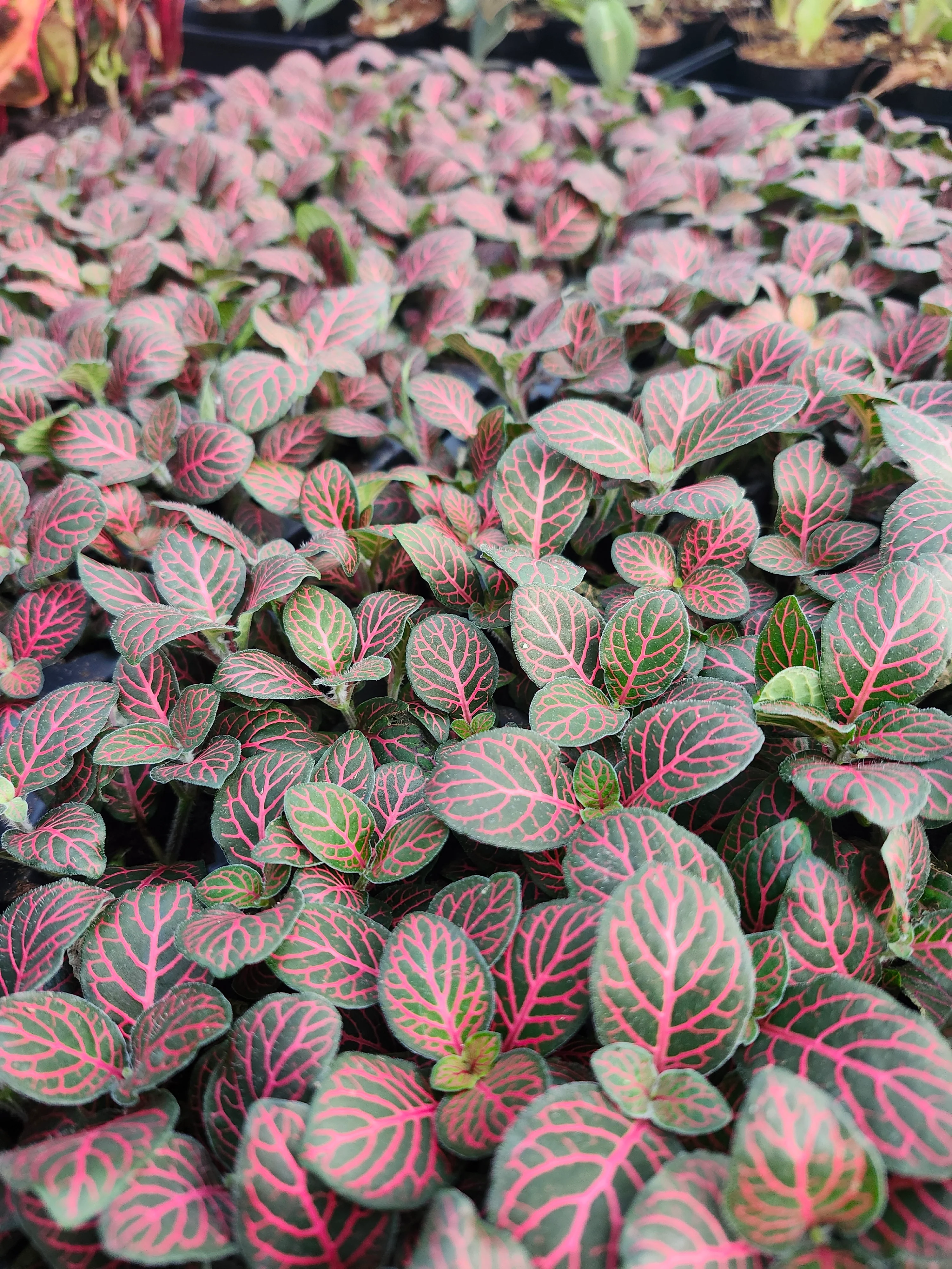 Red Fittonia - Image 3