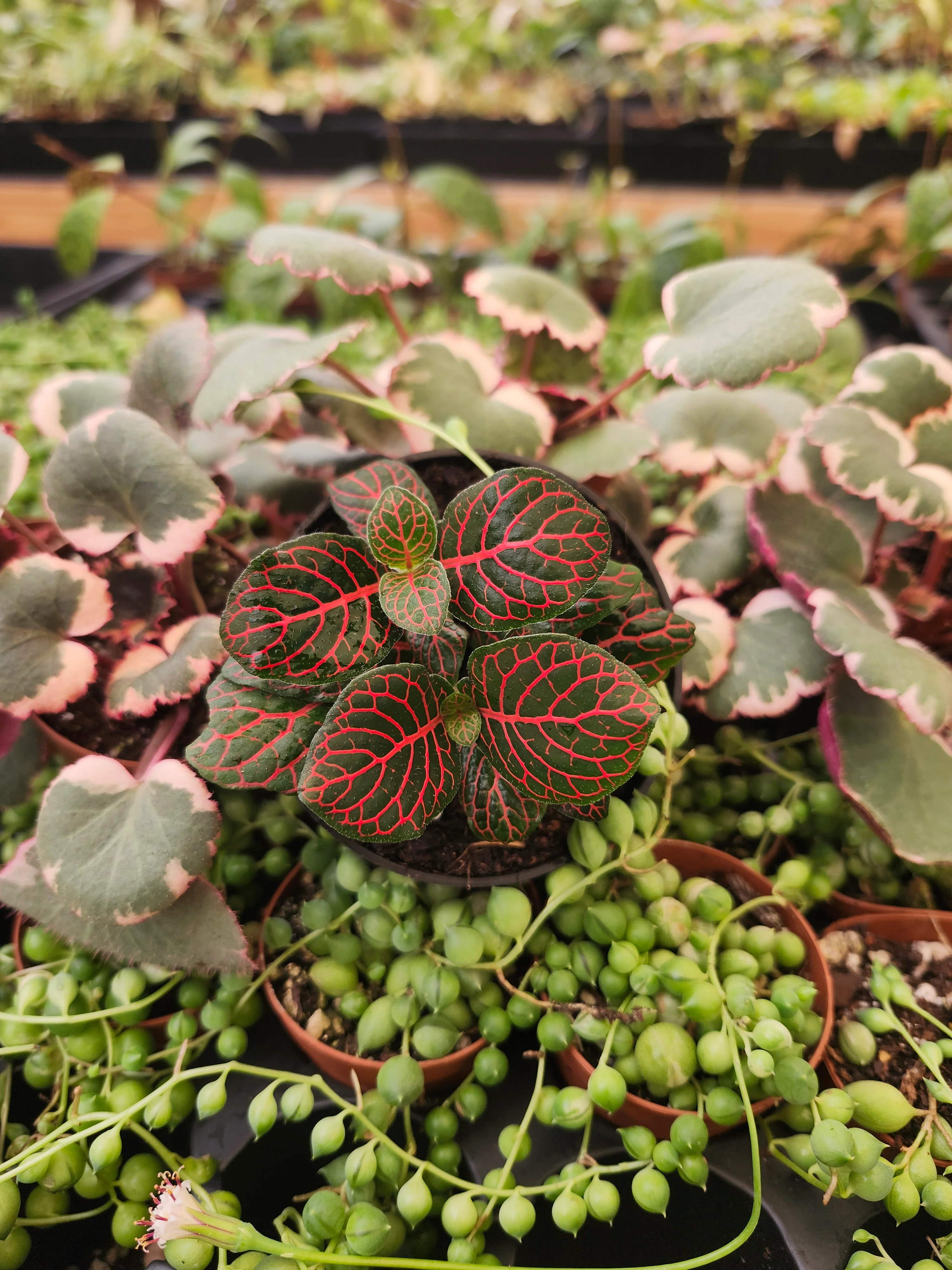 Red Fittonia - Image 4
