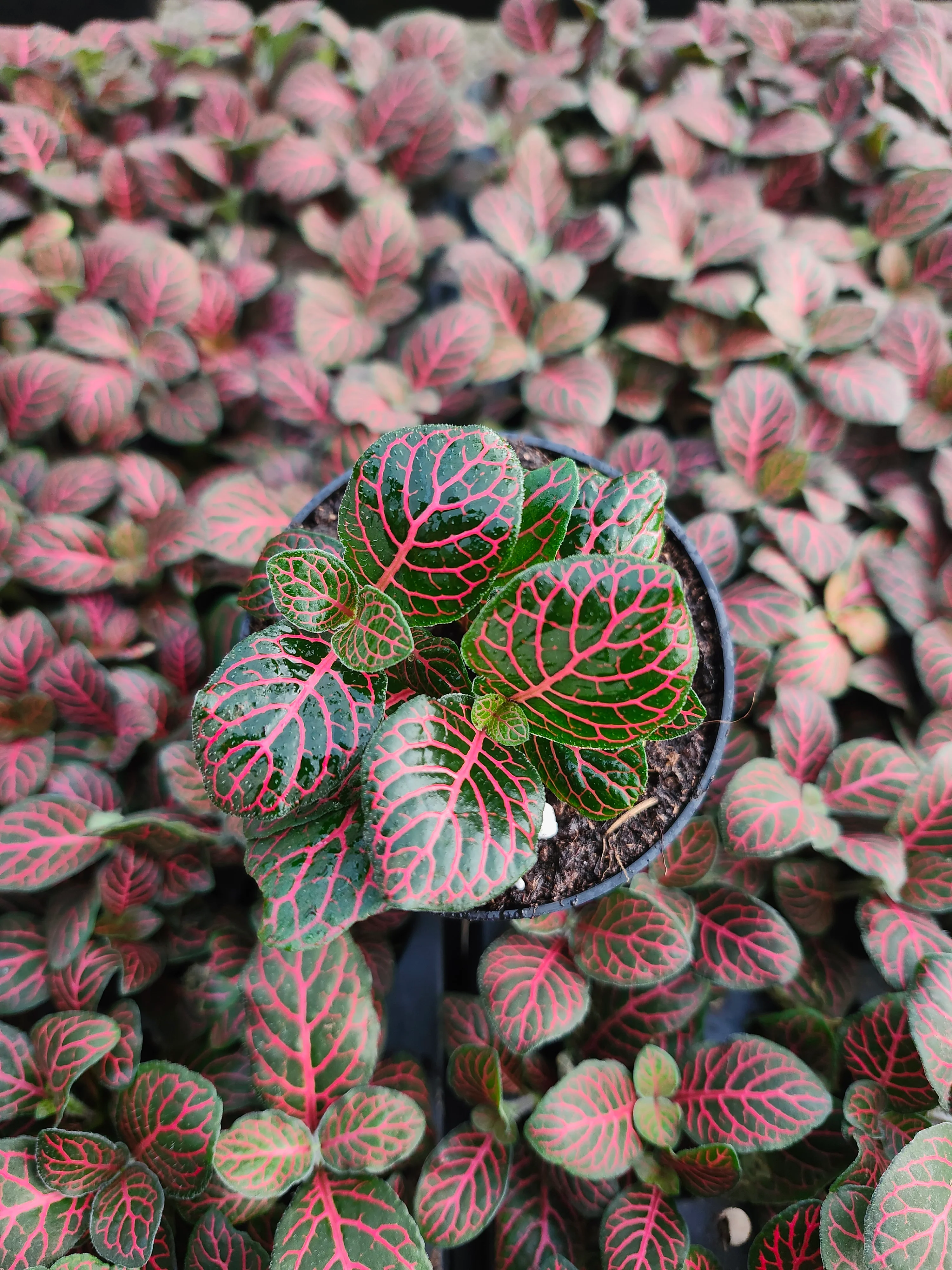 Red Fittonia - Image 5