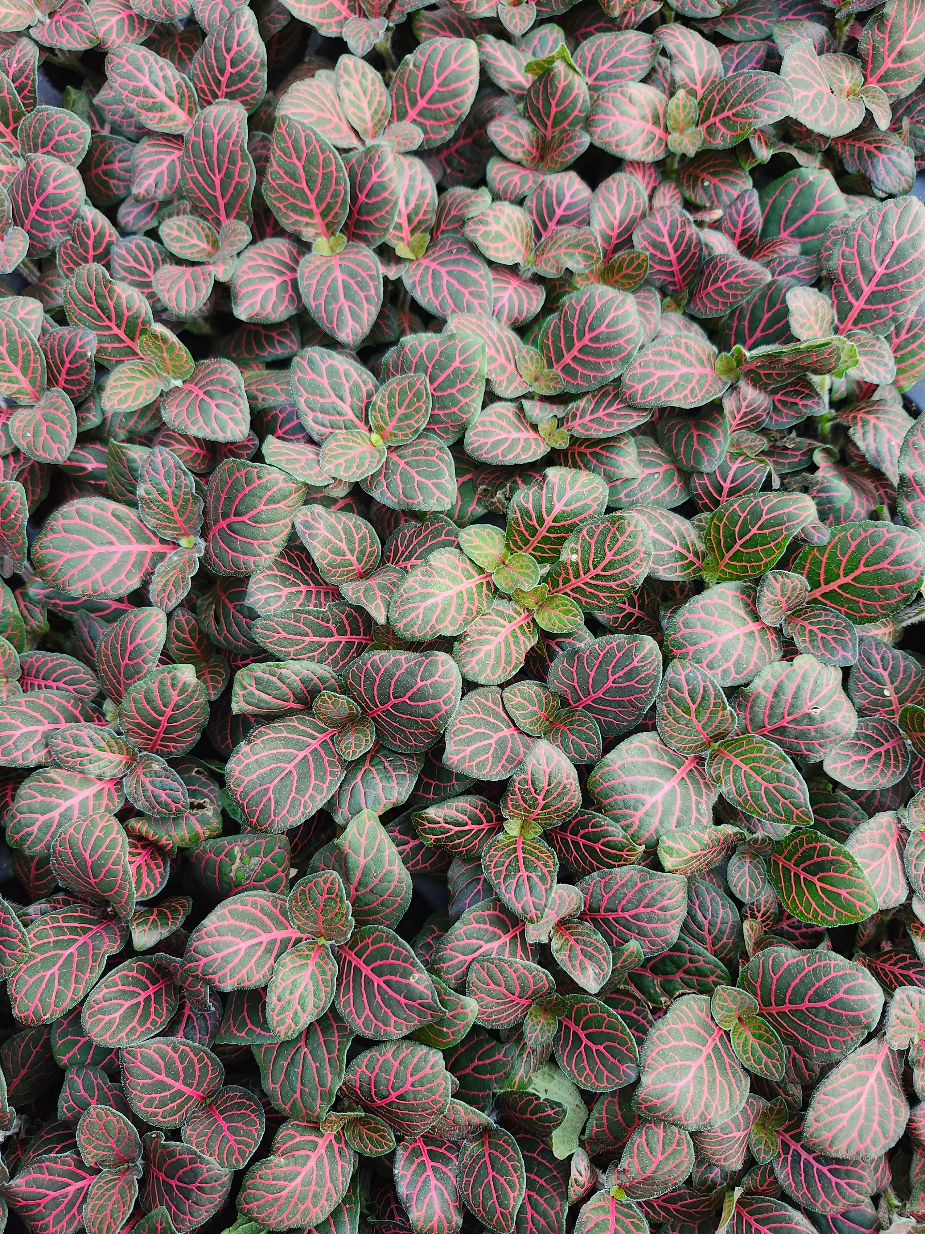 Red Fittonia - Image 6