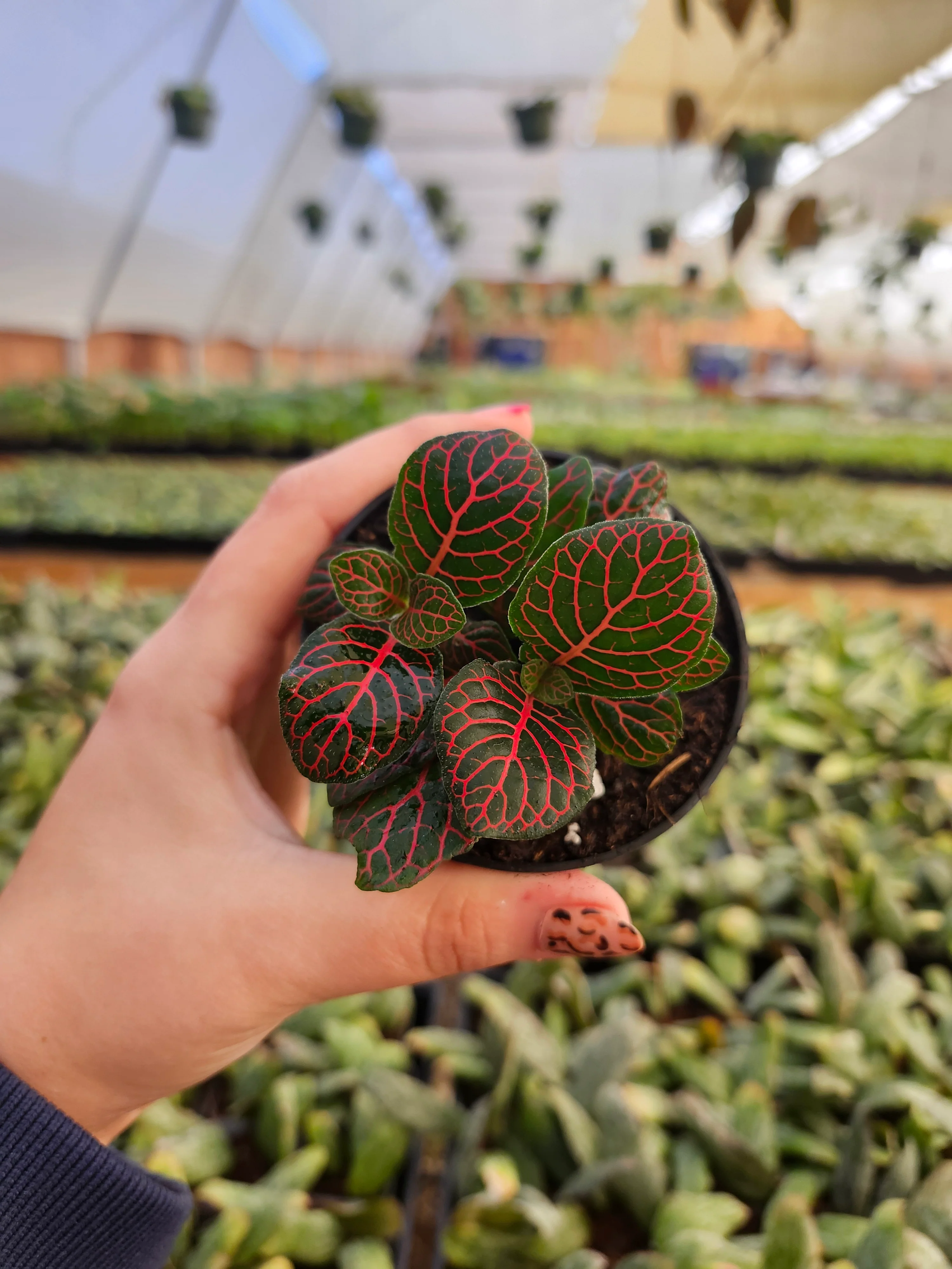 Red Fittonia - Image 7