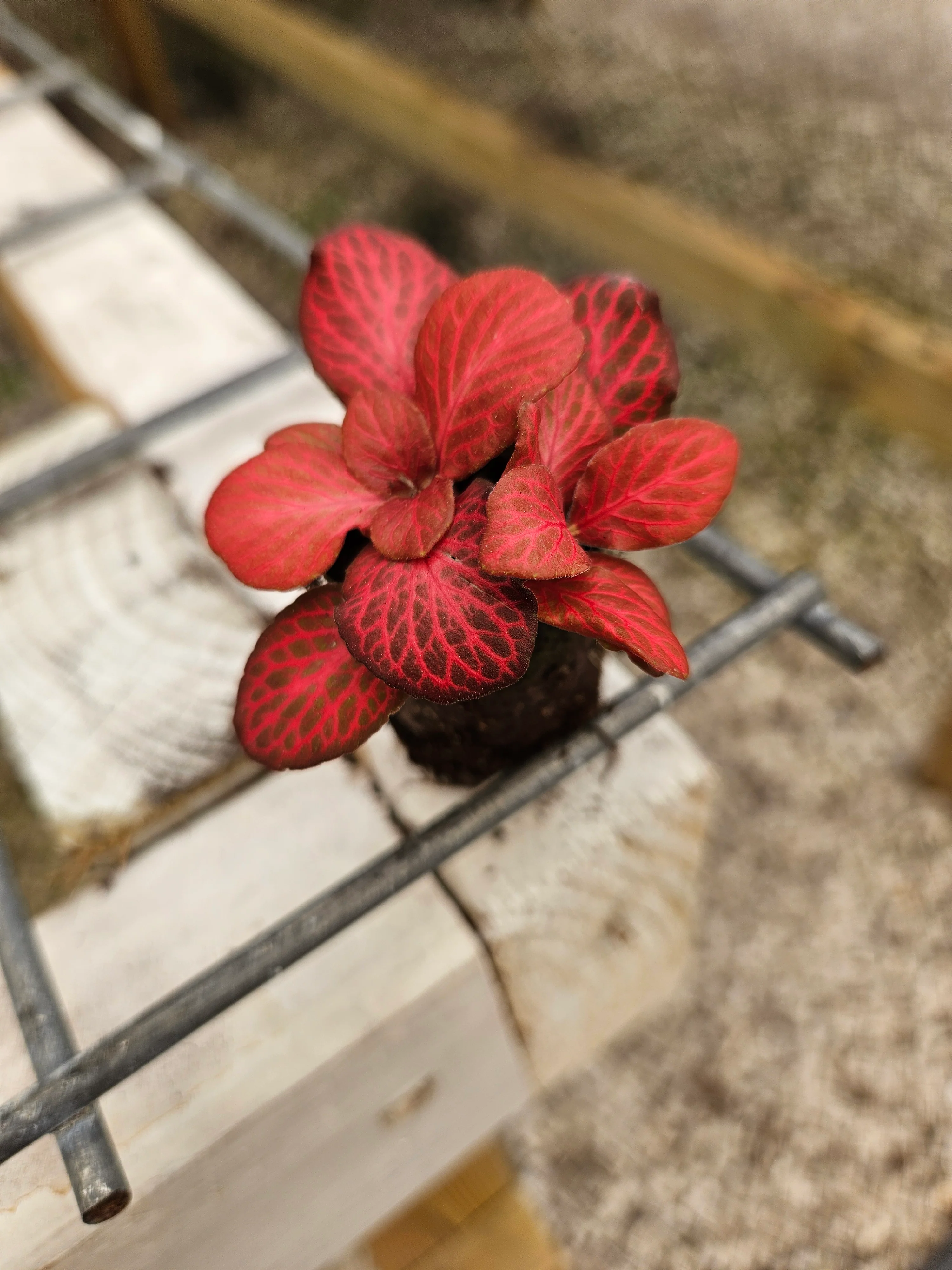 Red Flame Fittonia - Image 2