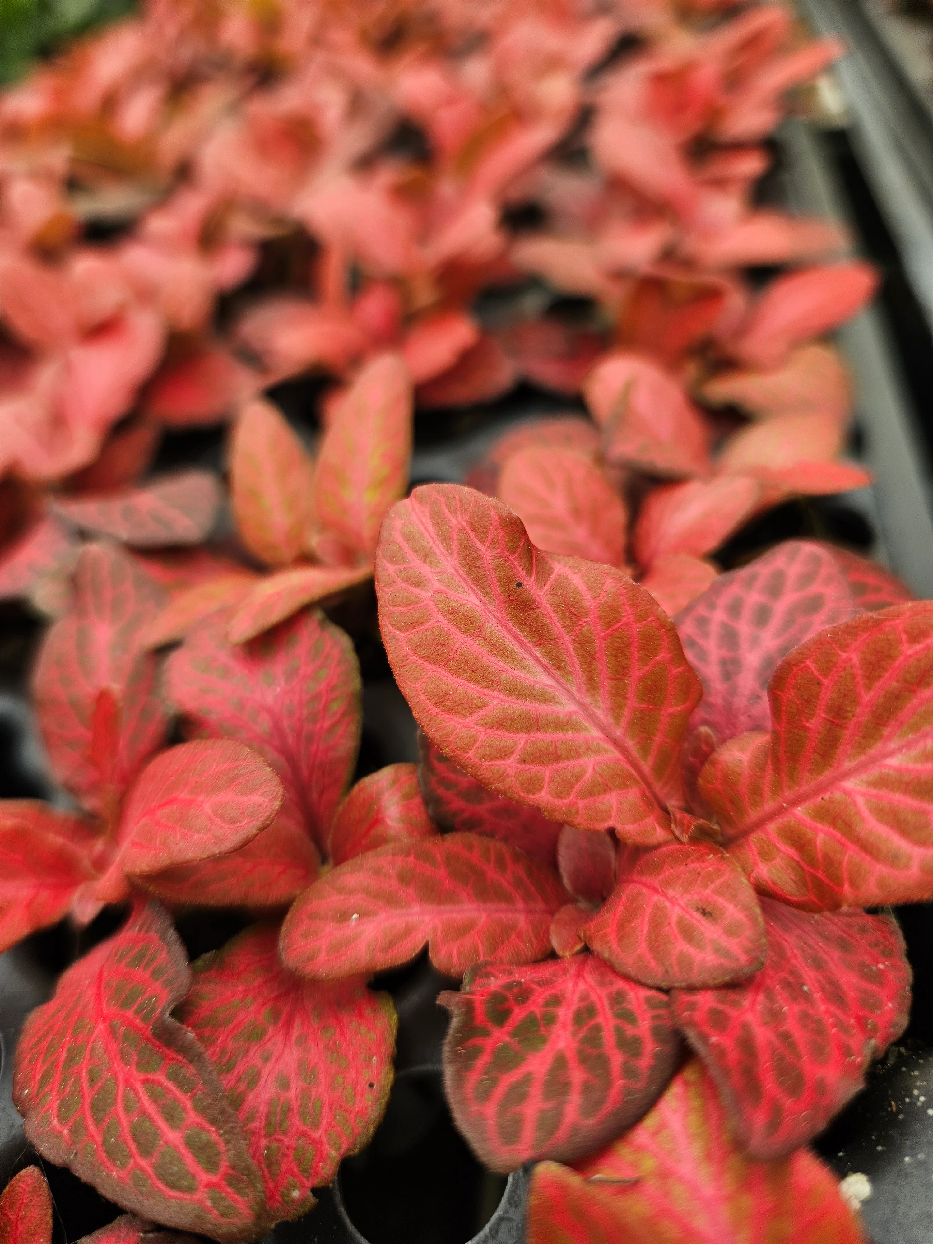 Red Flame Fittonia - Image 8