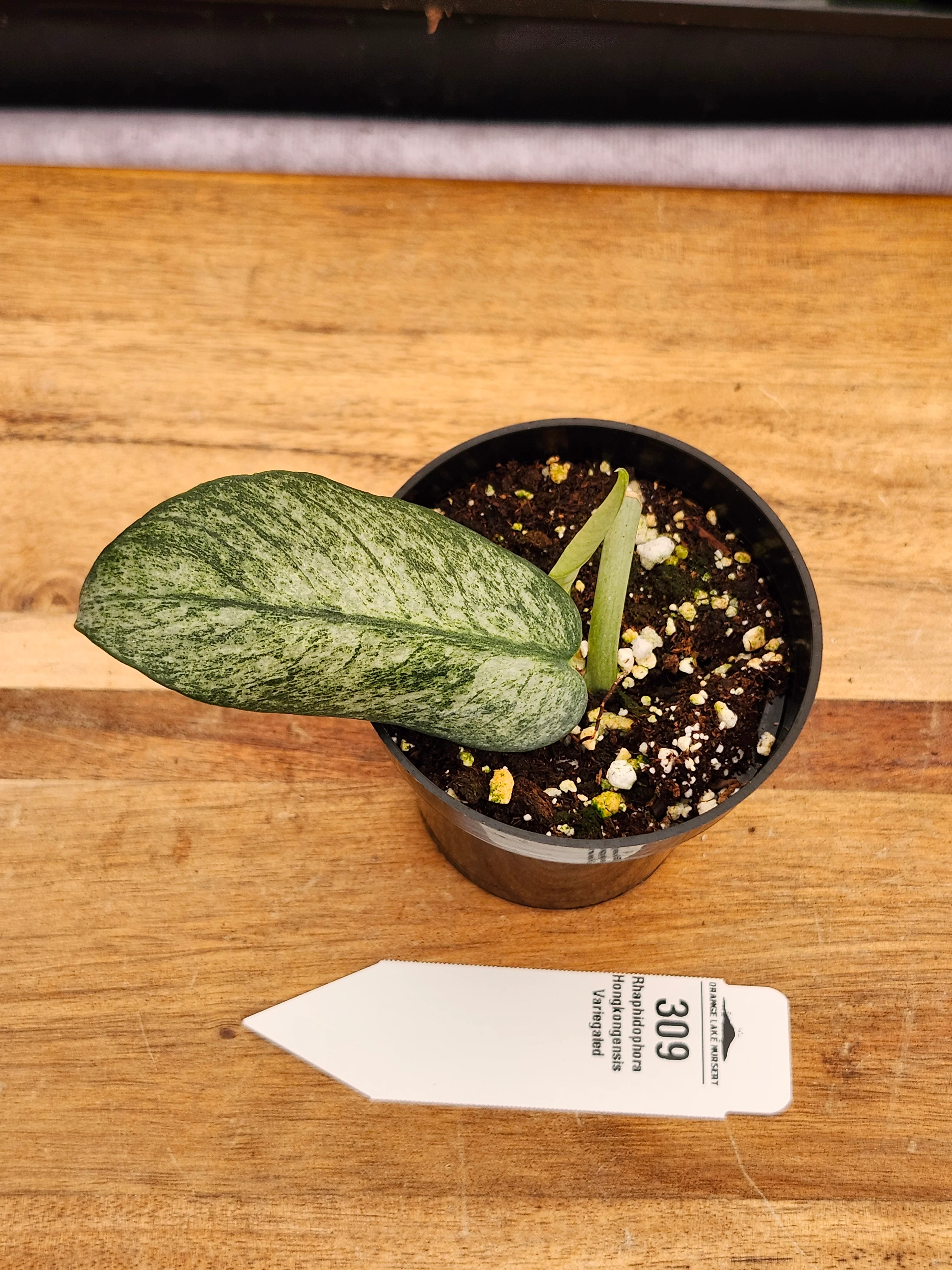 Rhaphidophora Hongkongensis Variegated (3in) -309