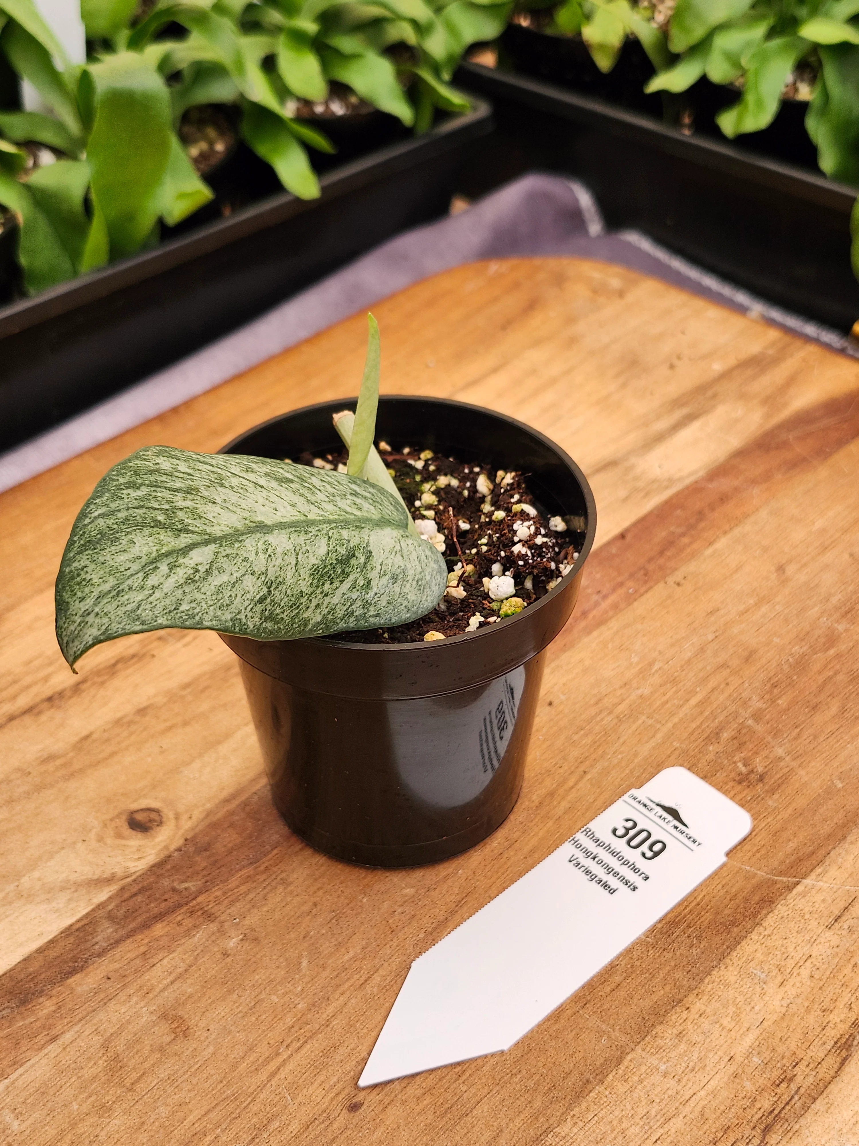Rhaphidophora Hongkongensis Variegated (3in) -309 - Image 3