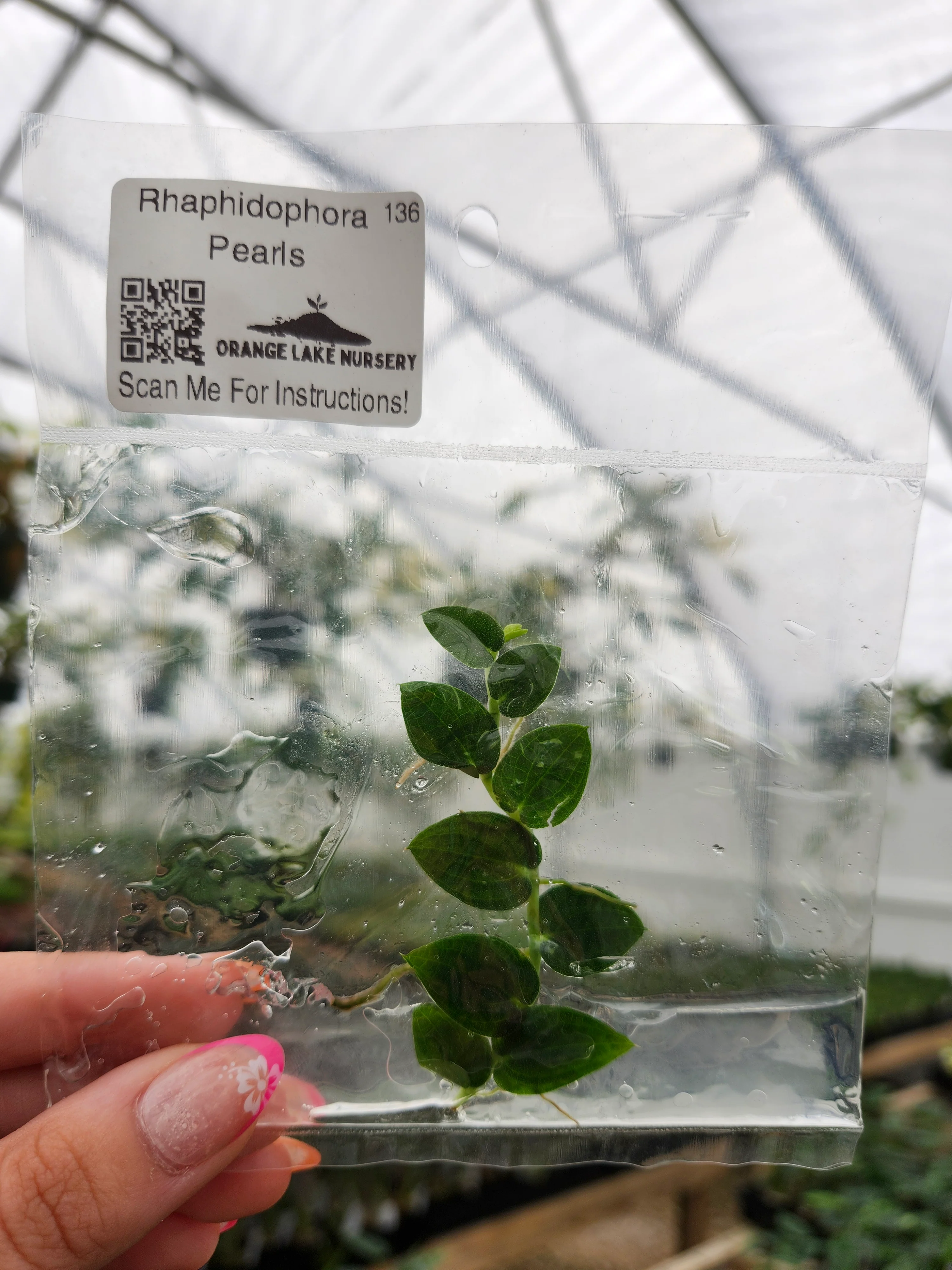 Rhaphidophora Pearls Tissue Culture