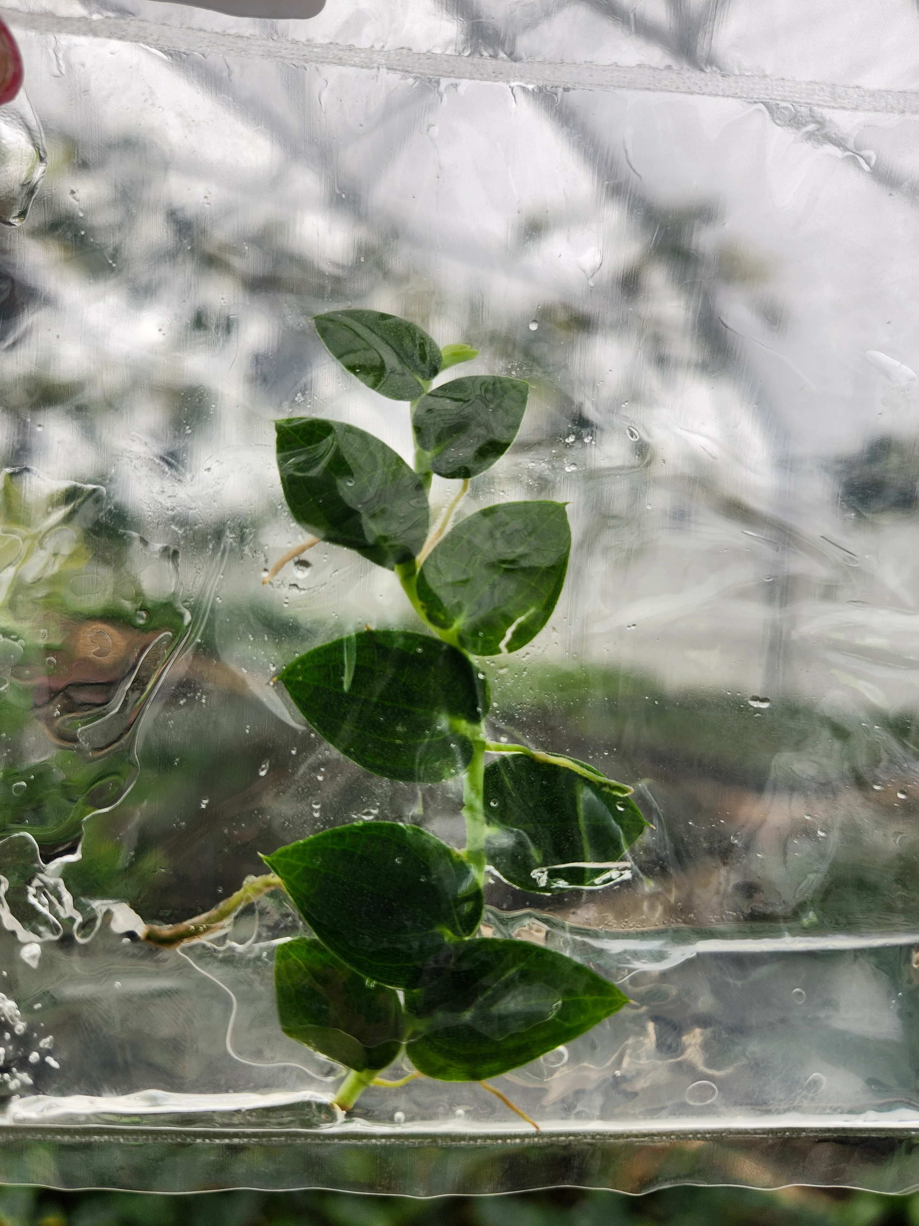 Rhaphidophora Pearls Tissue Culture - Image 2