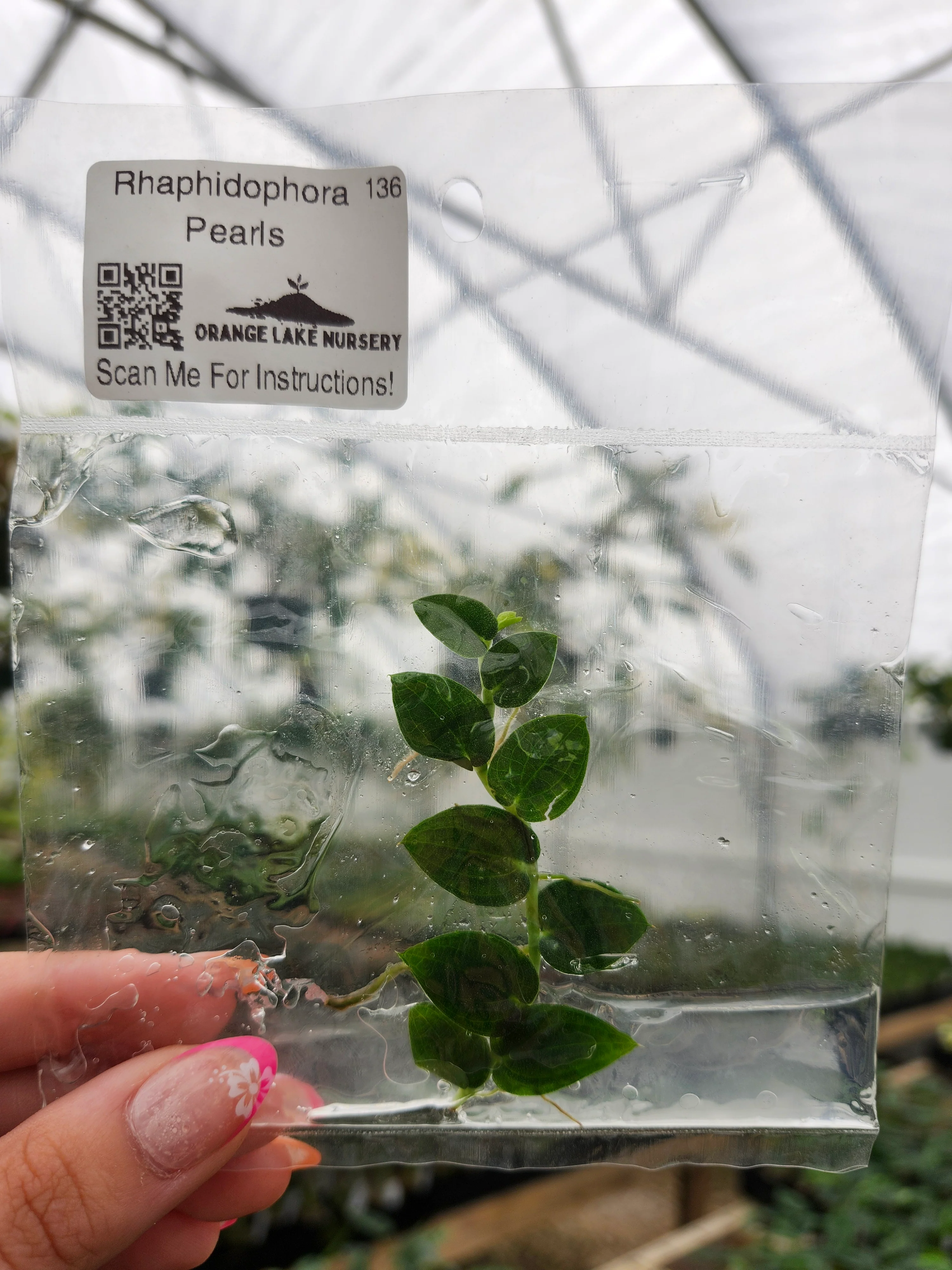 Rhaphidophora Pearls Tissue Culture - Image 3