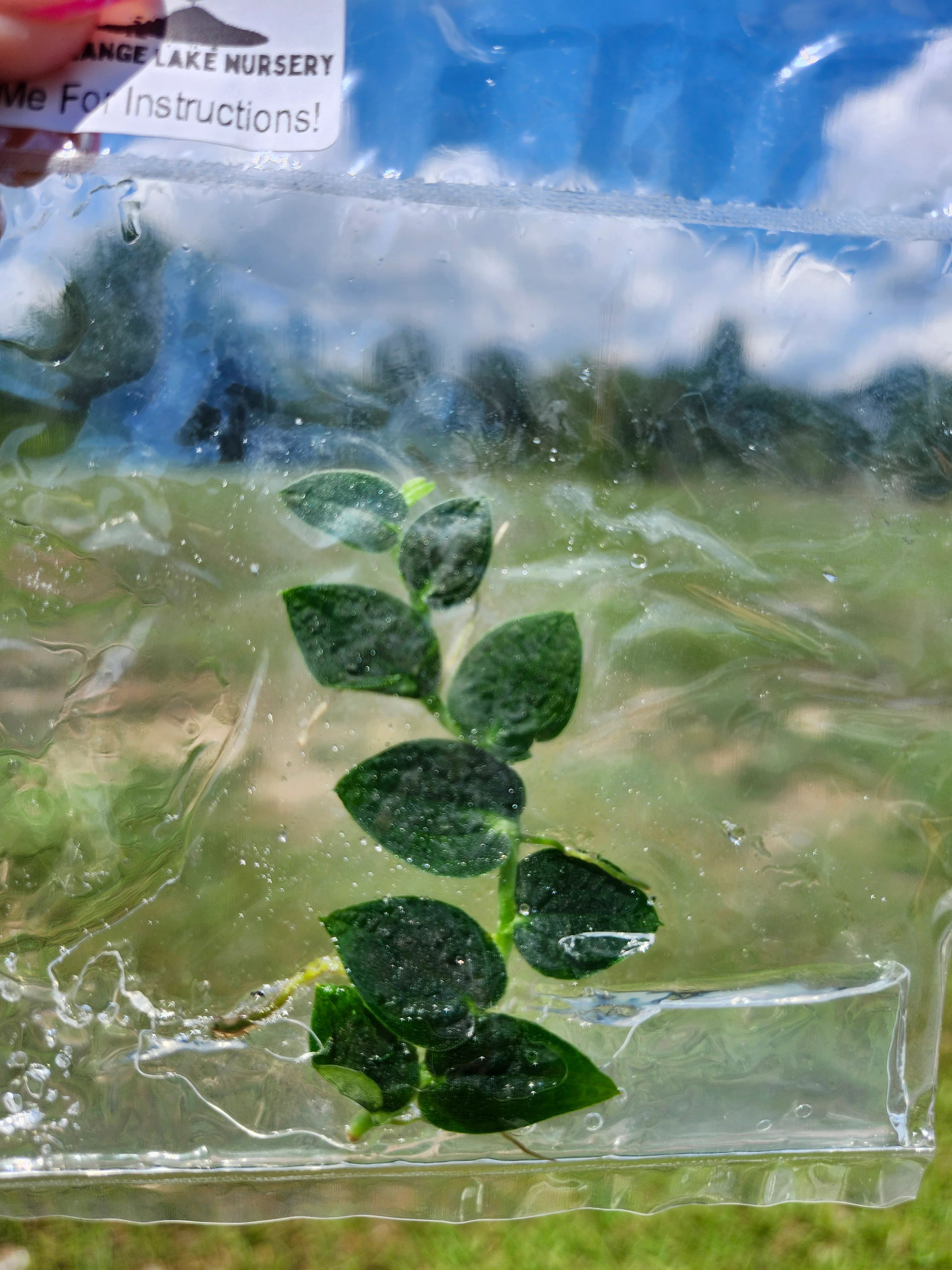 Rhaphidophora Pearls Tissue Culture - Image 4