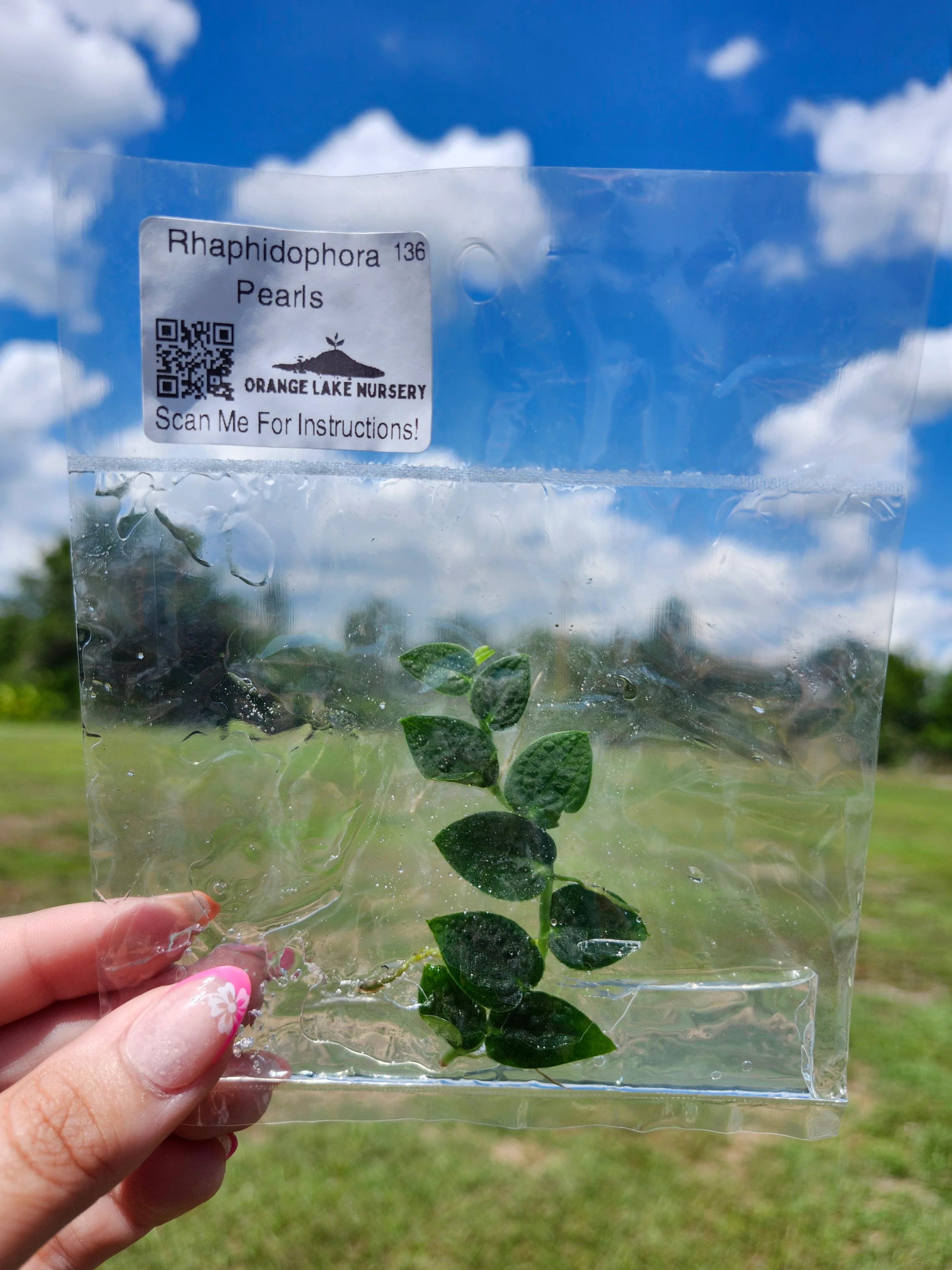 Rhaphidophora Pearls Tissue Culture - Image 5