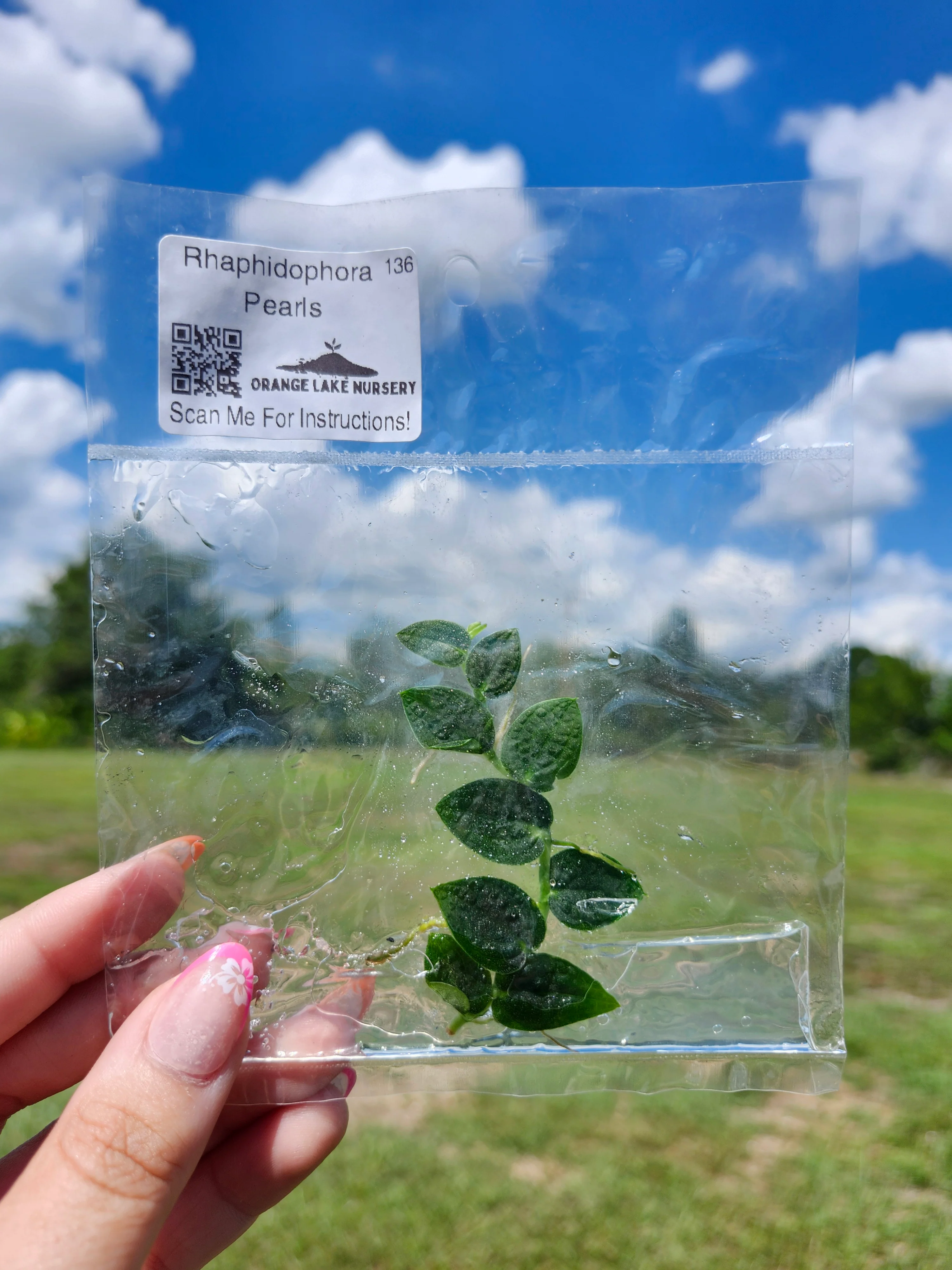 Rhaphidophora Pearls Tissue Culture - Image 6