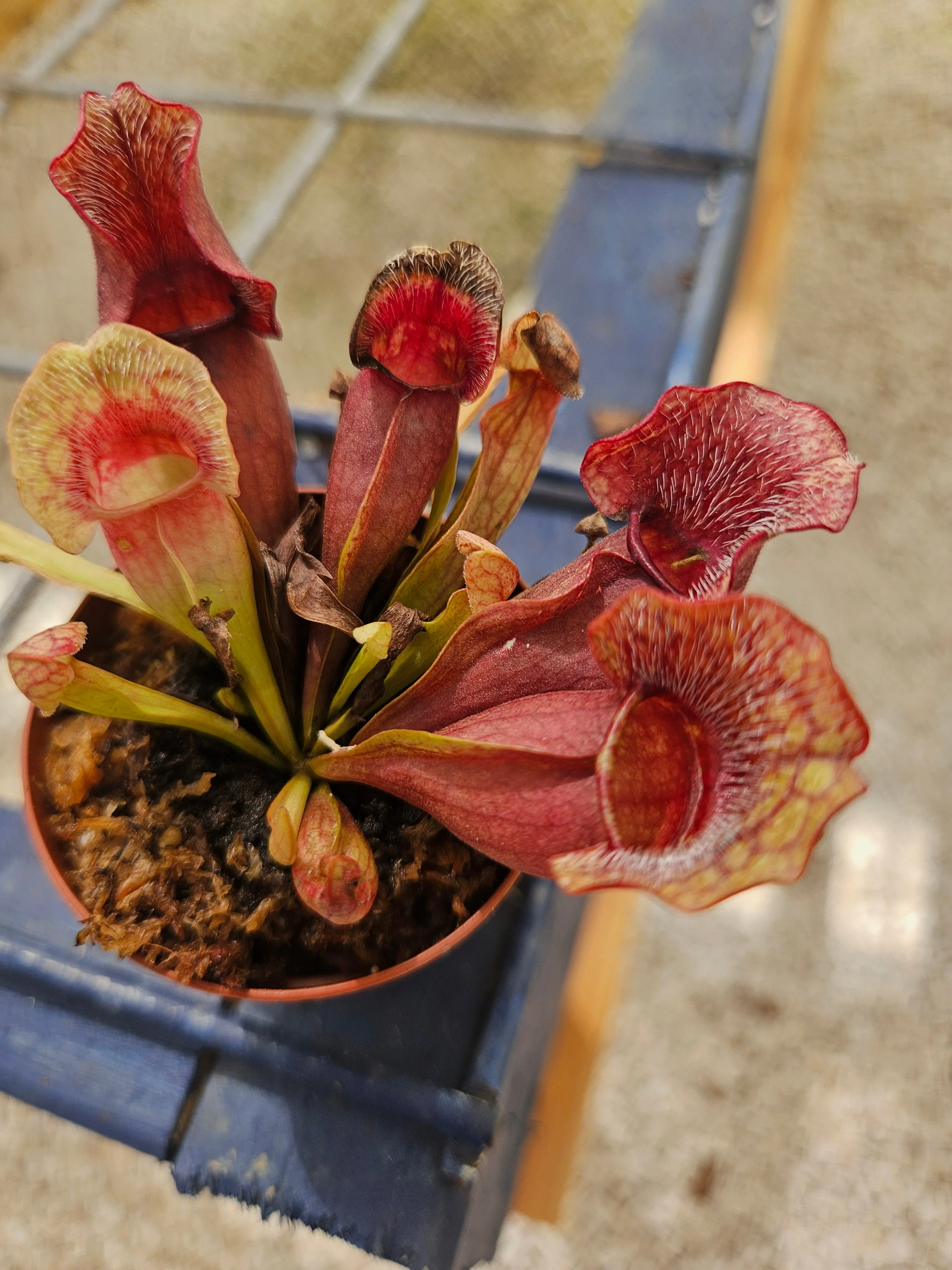 Sarracenia Purpurea Venosa - Image 3