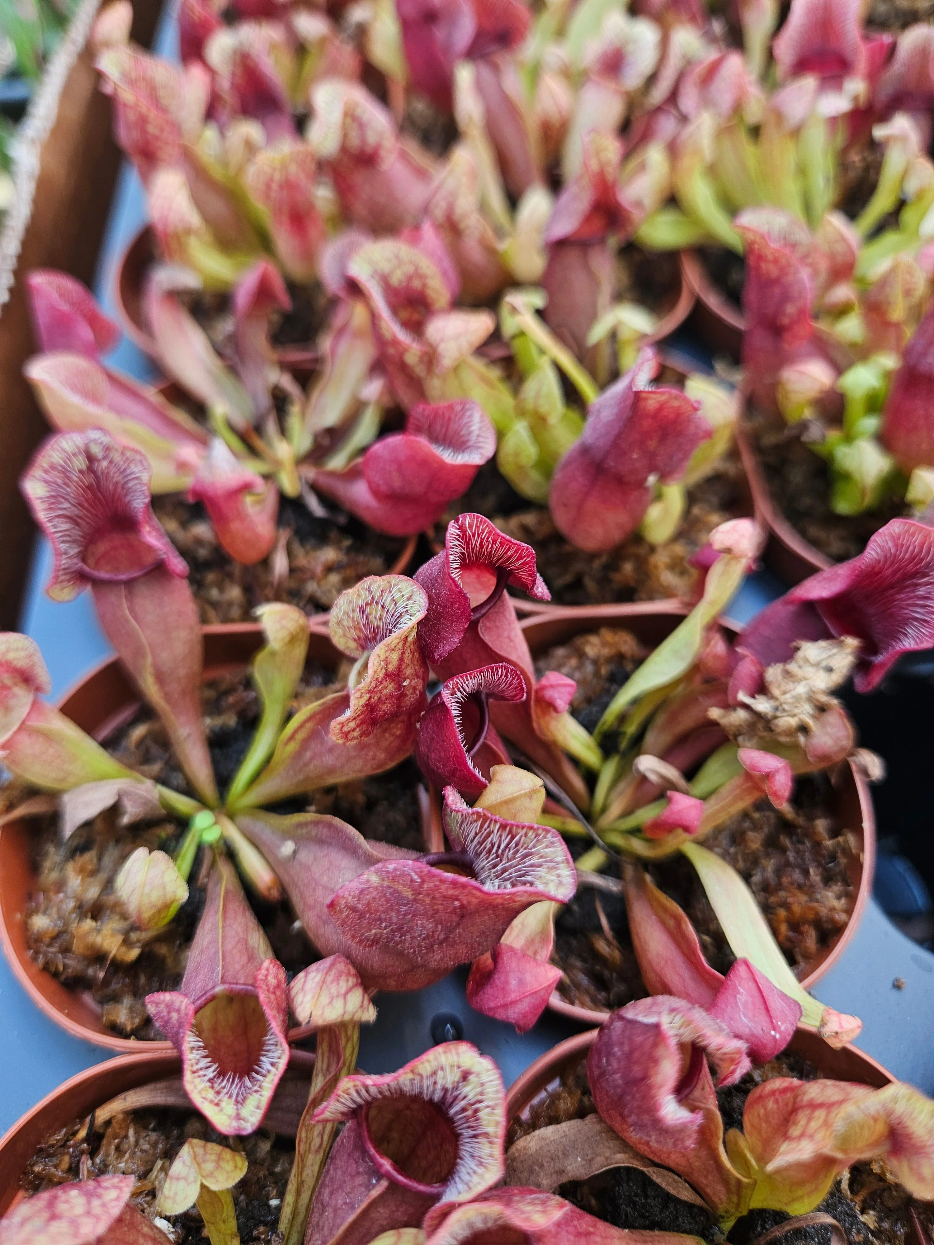 Sarracenia Purpurea Venosa - Image 4