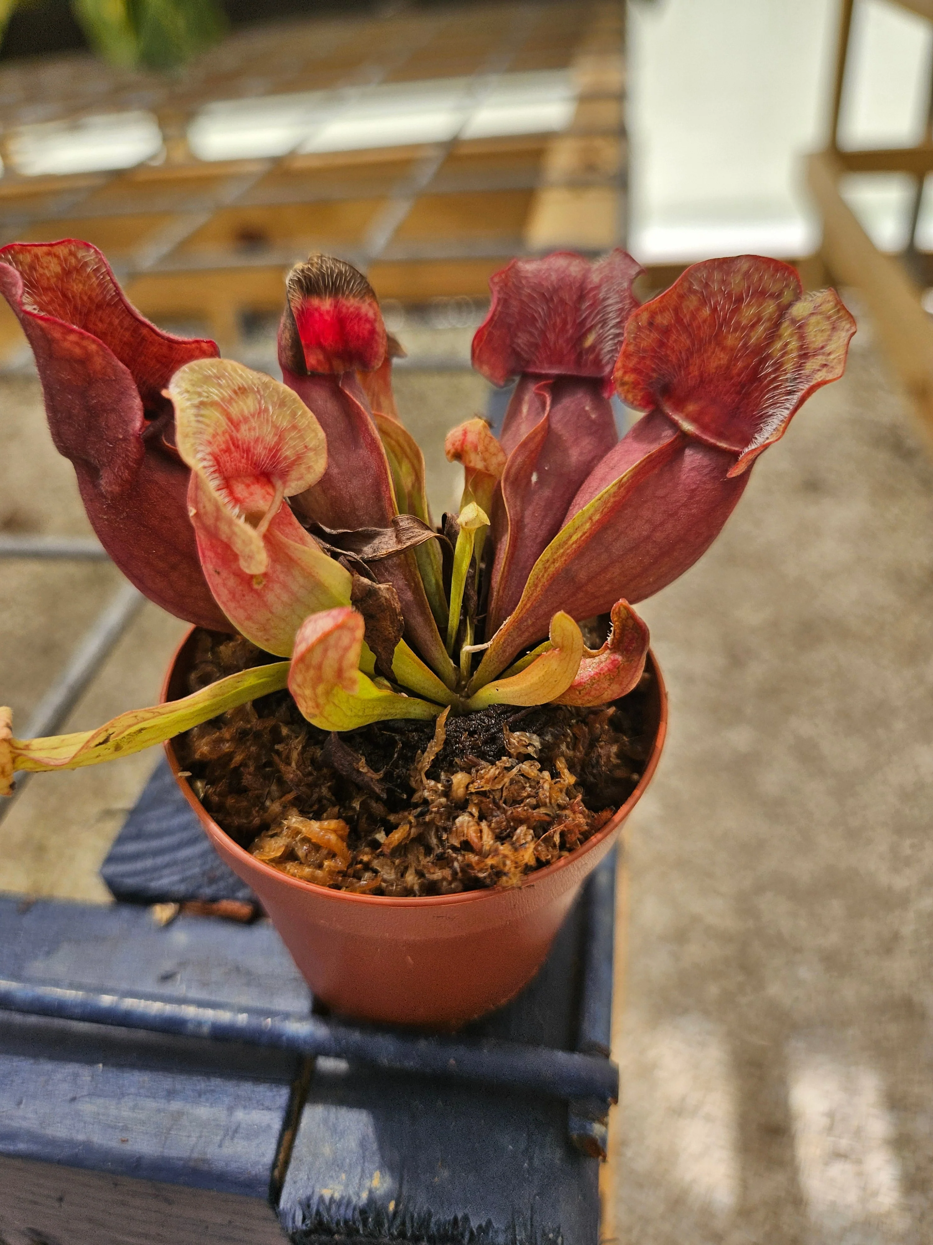 Sarracenia Purpurea Venosa - Image 5