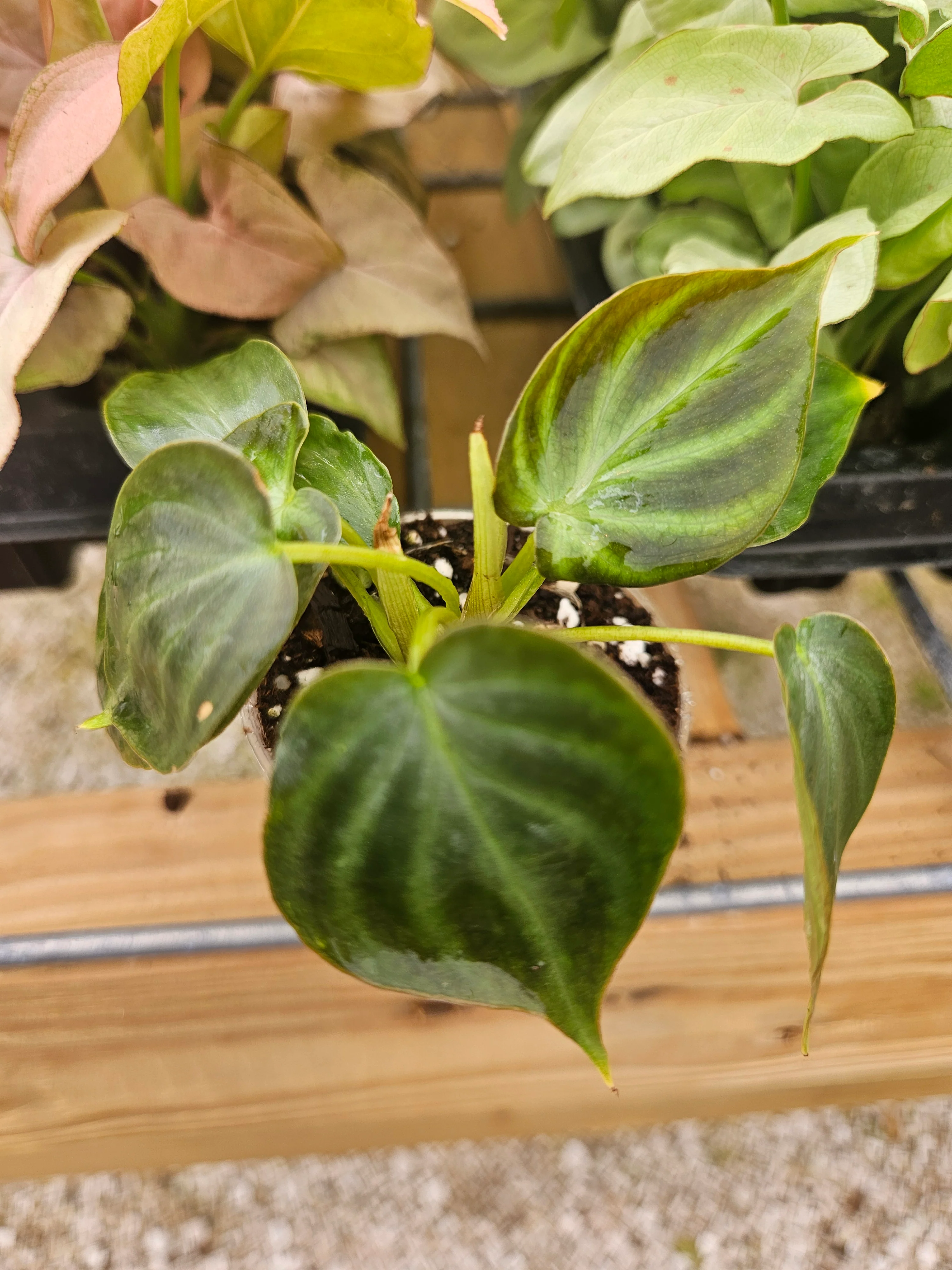 Philodendron Verrucosum