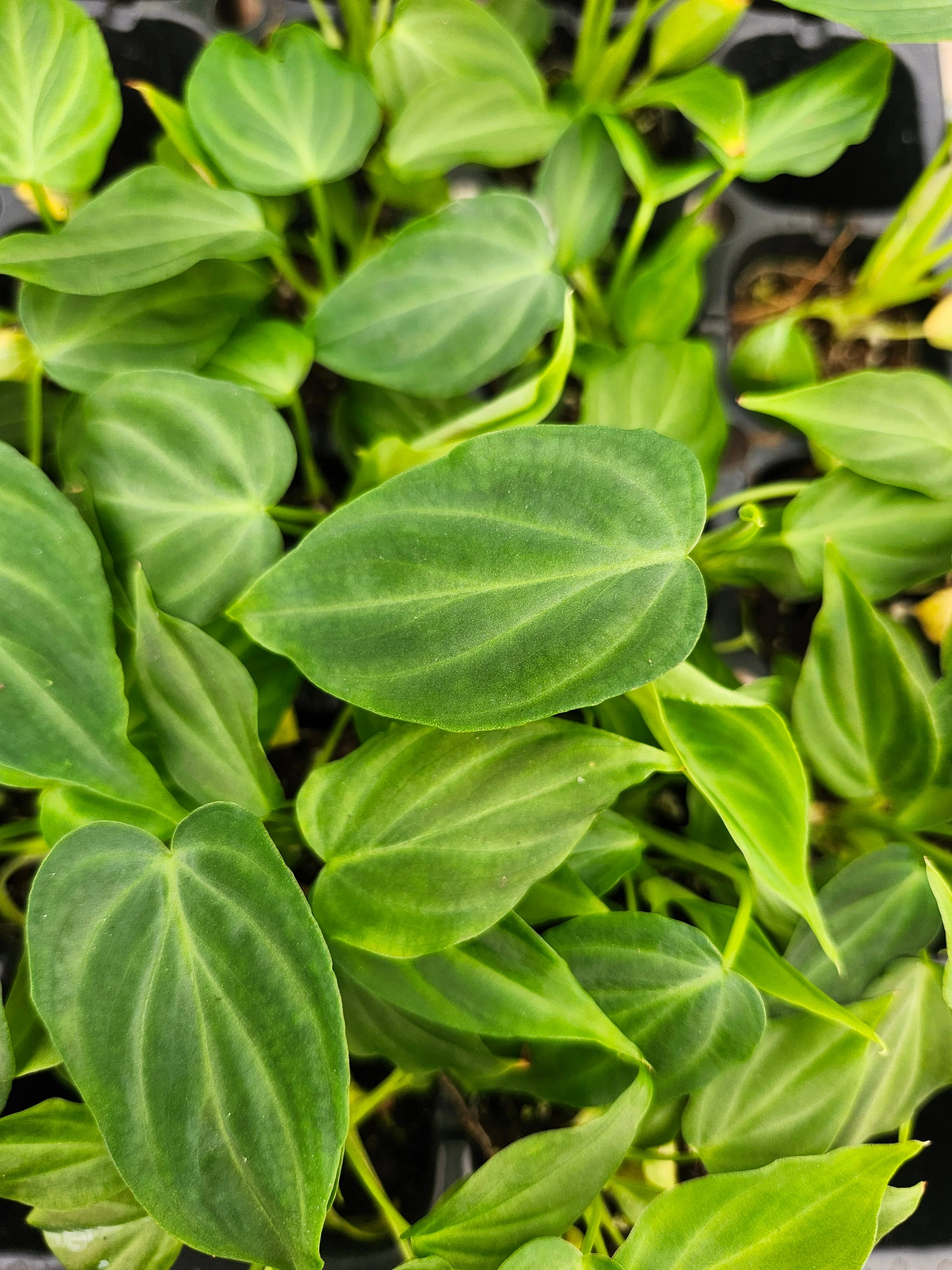 Philodendron Verrucosum - Image 2