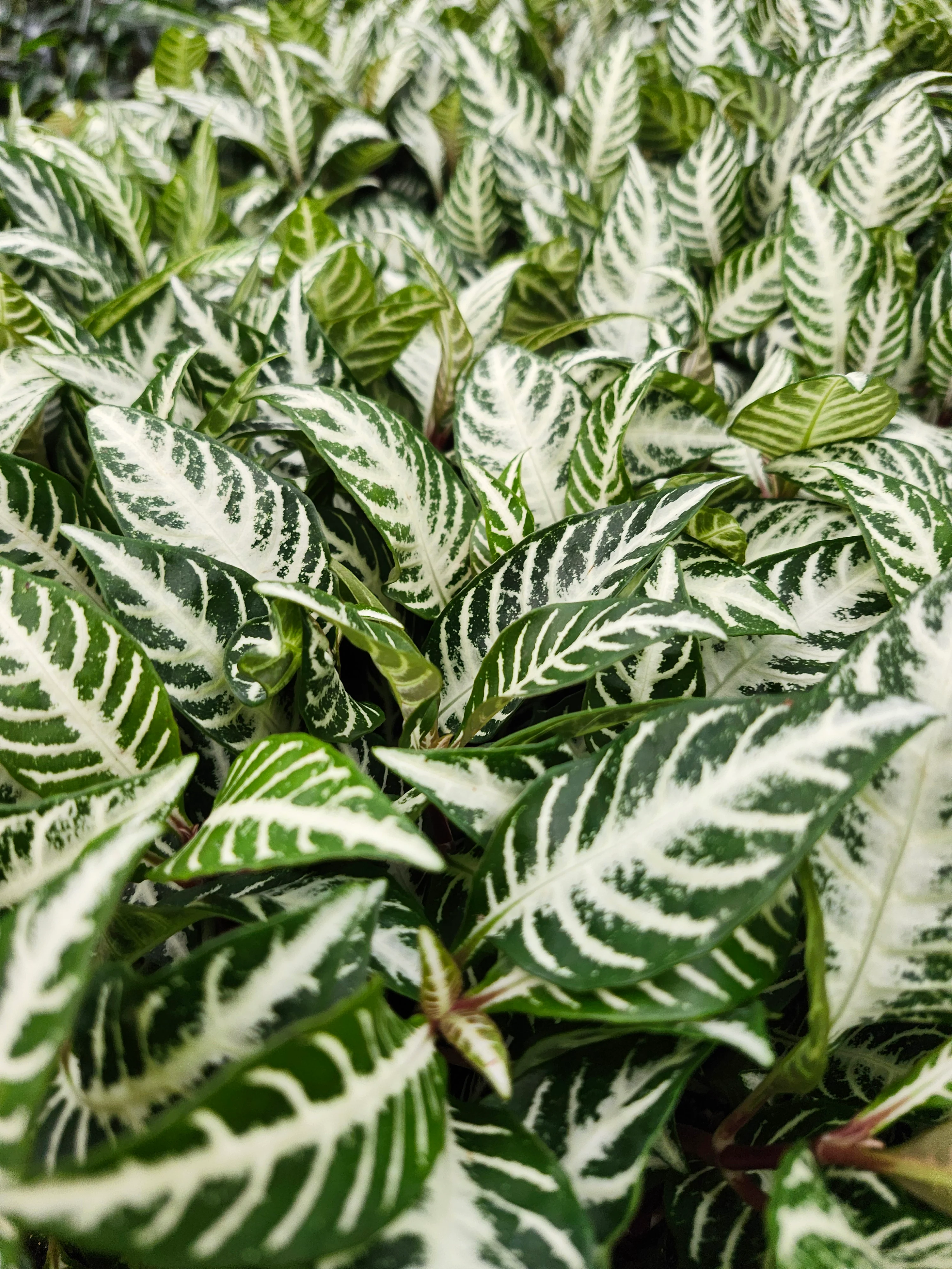 Snow White Zebra - Image 7