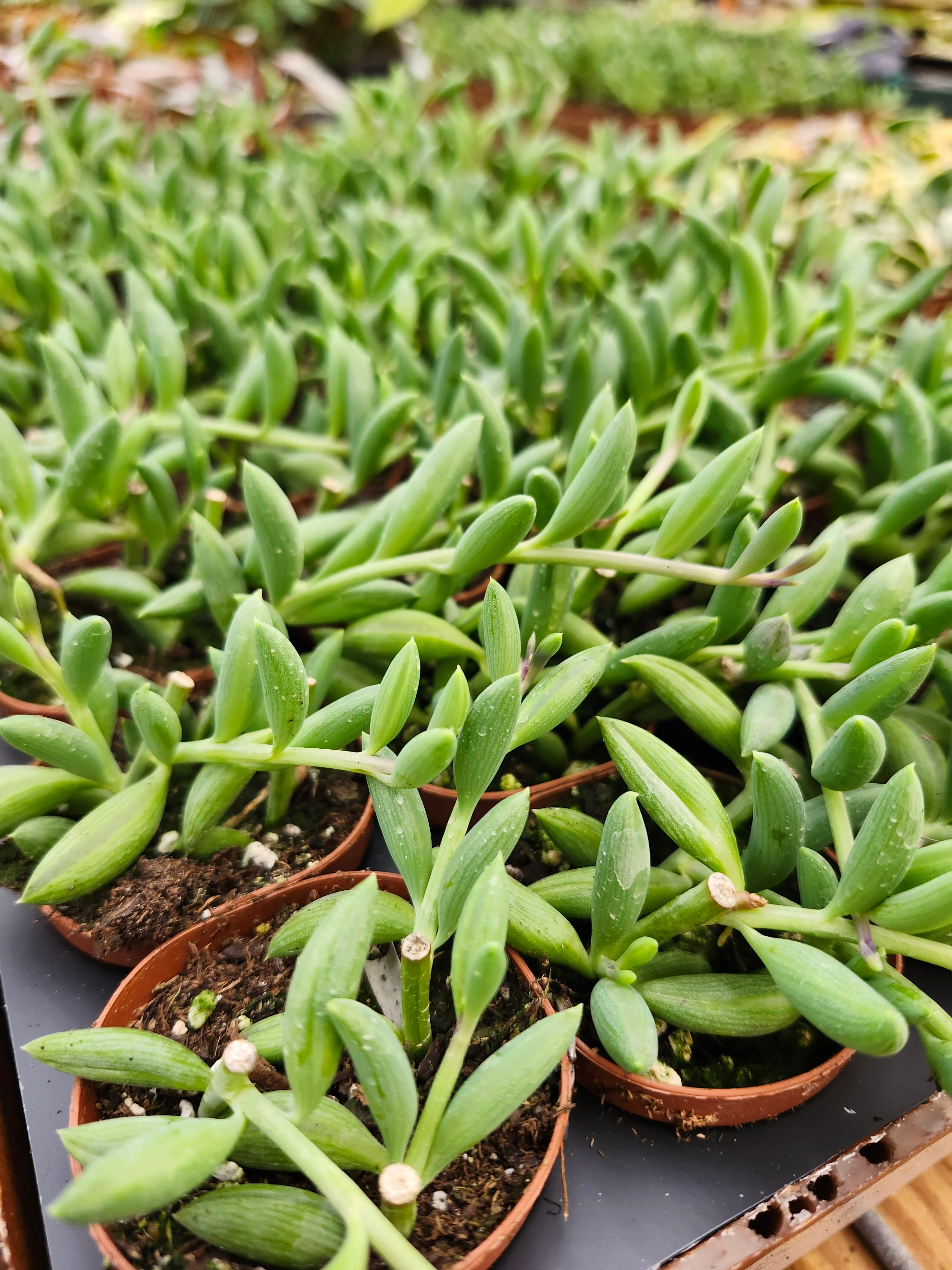 String of Bananas