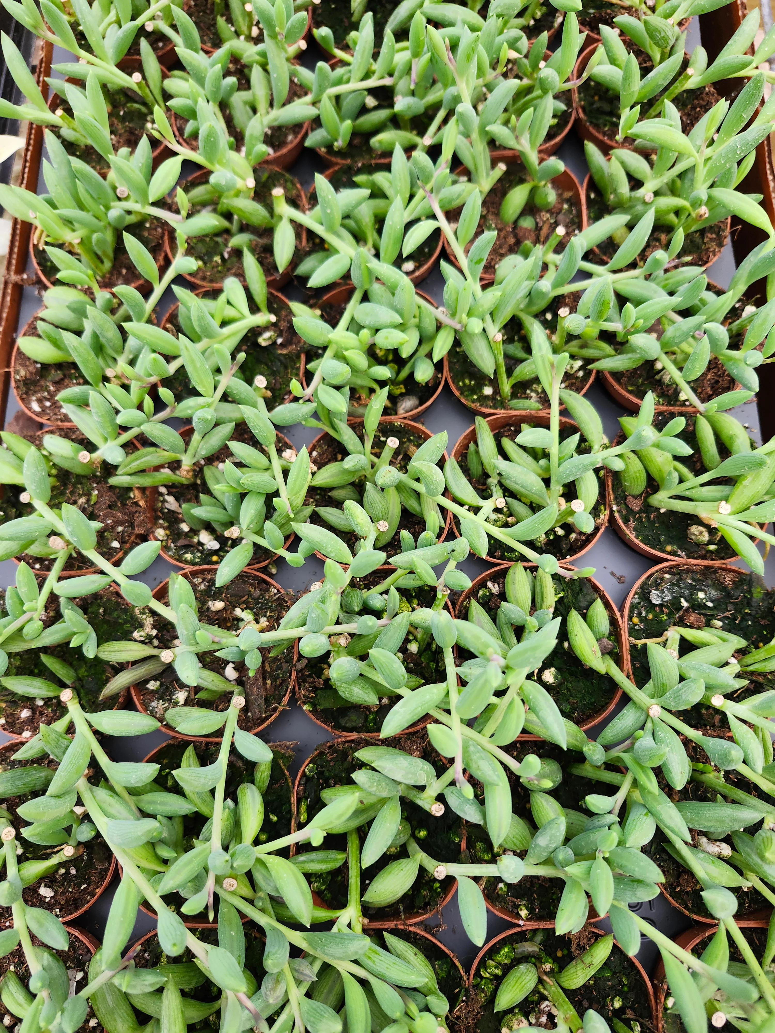 String of Bananas - Image 3