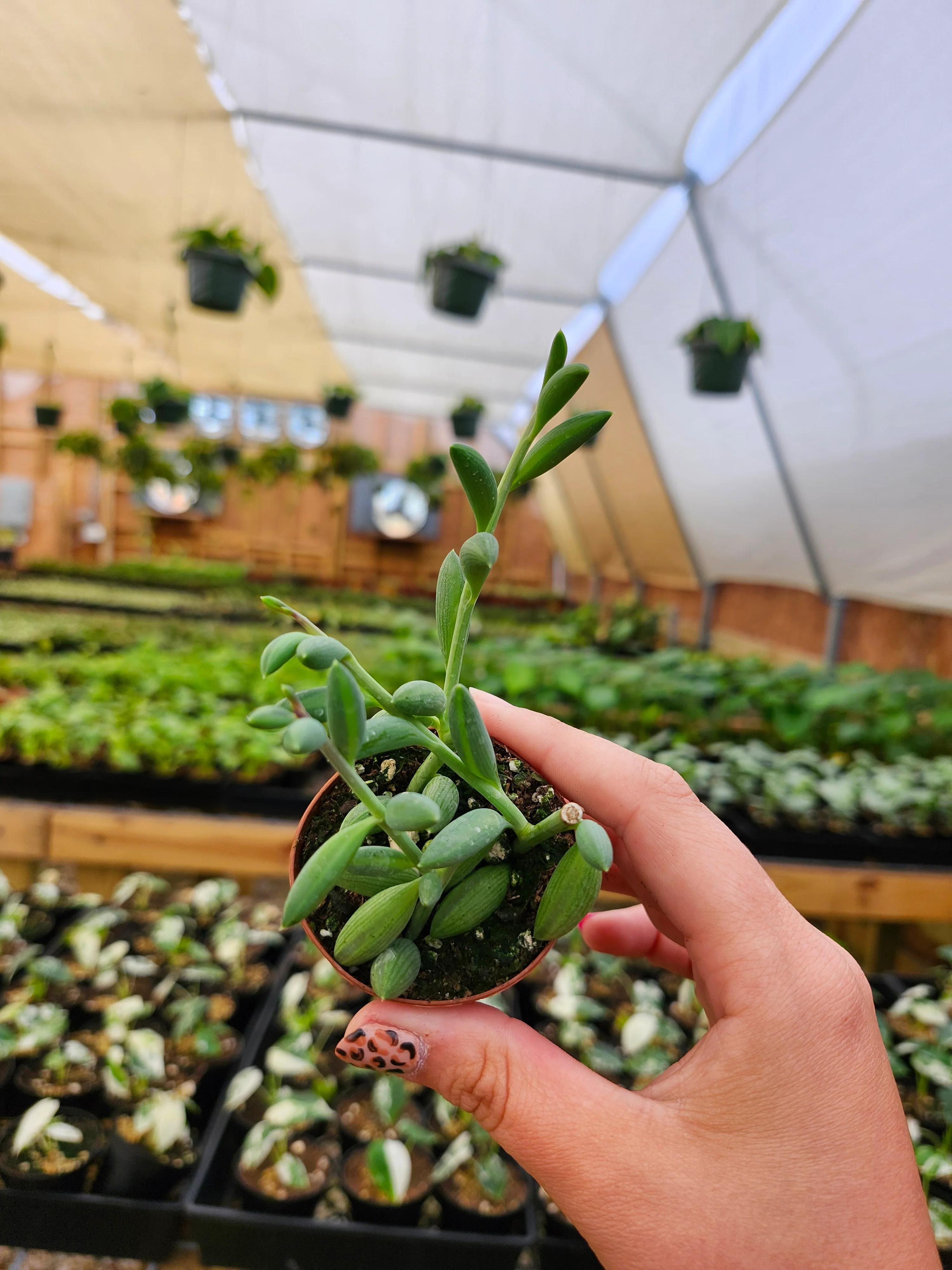 String of Bananas - Image 7