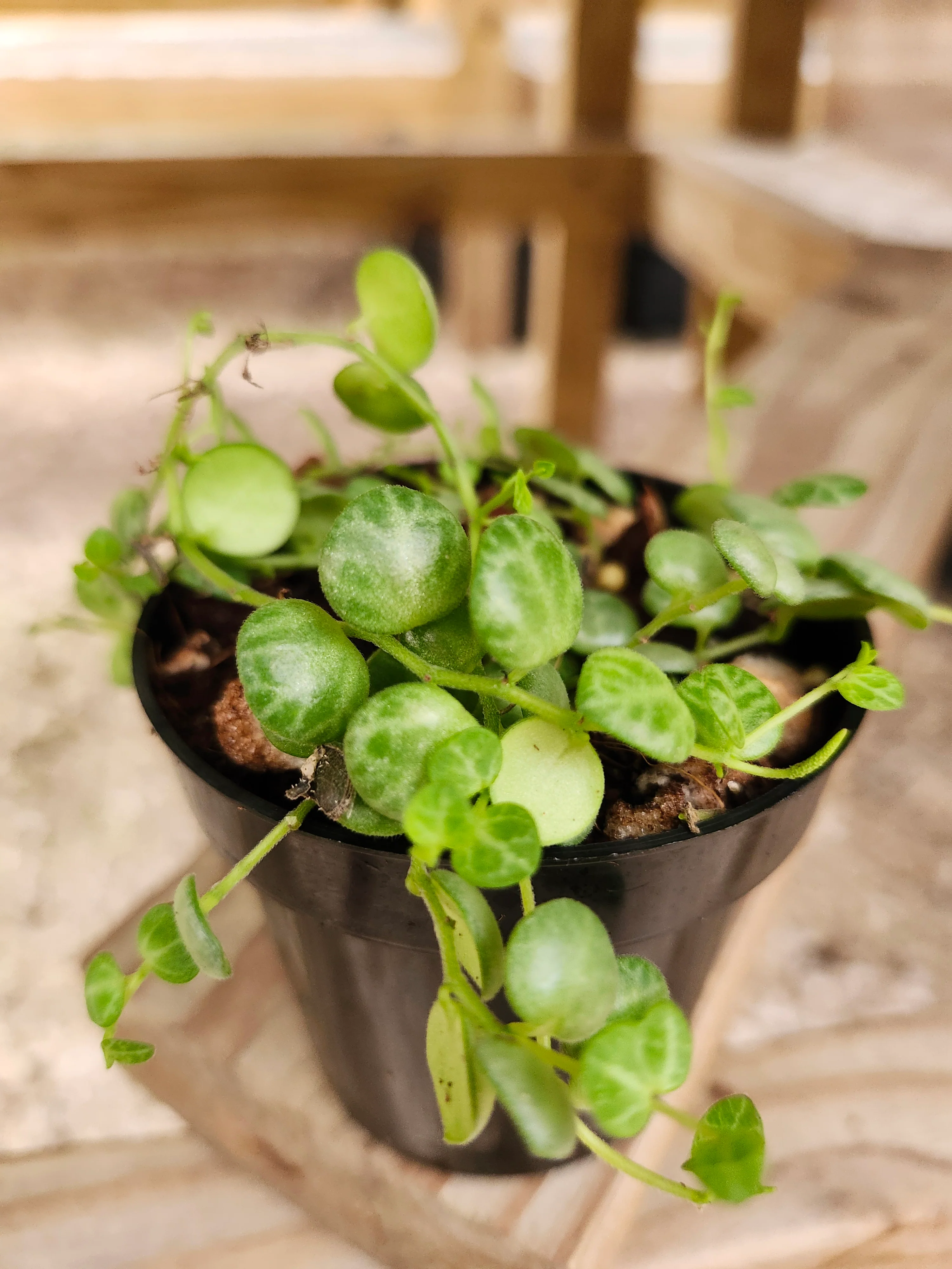 String of Turtles
