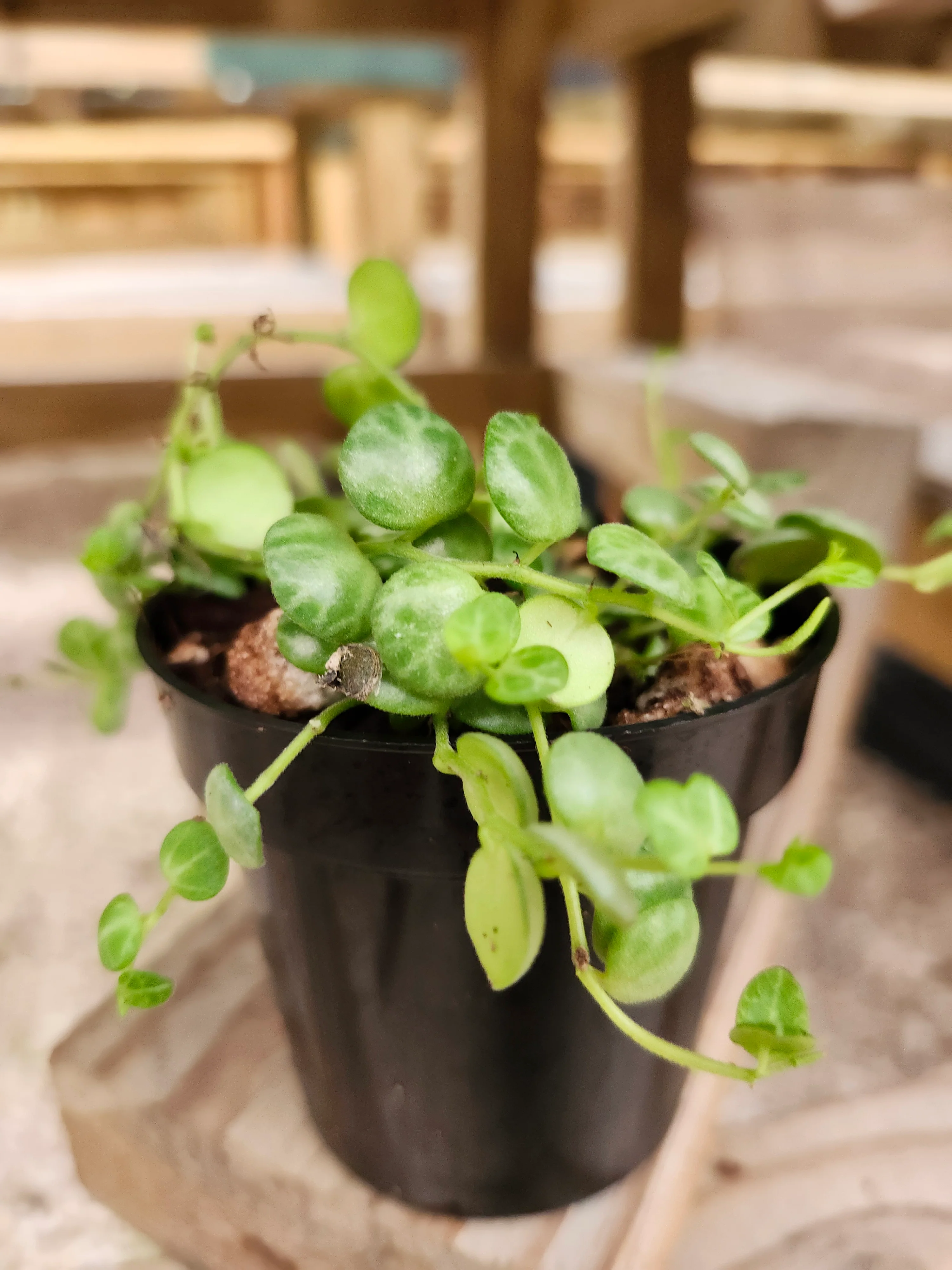 String of Turtles - Image 12