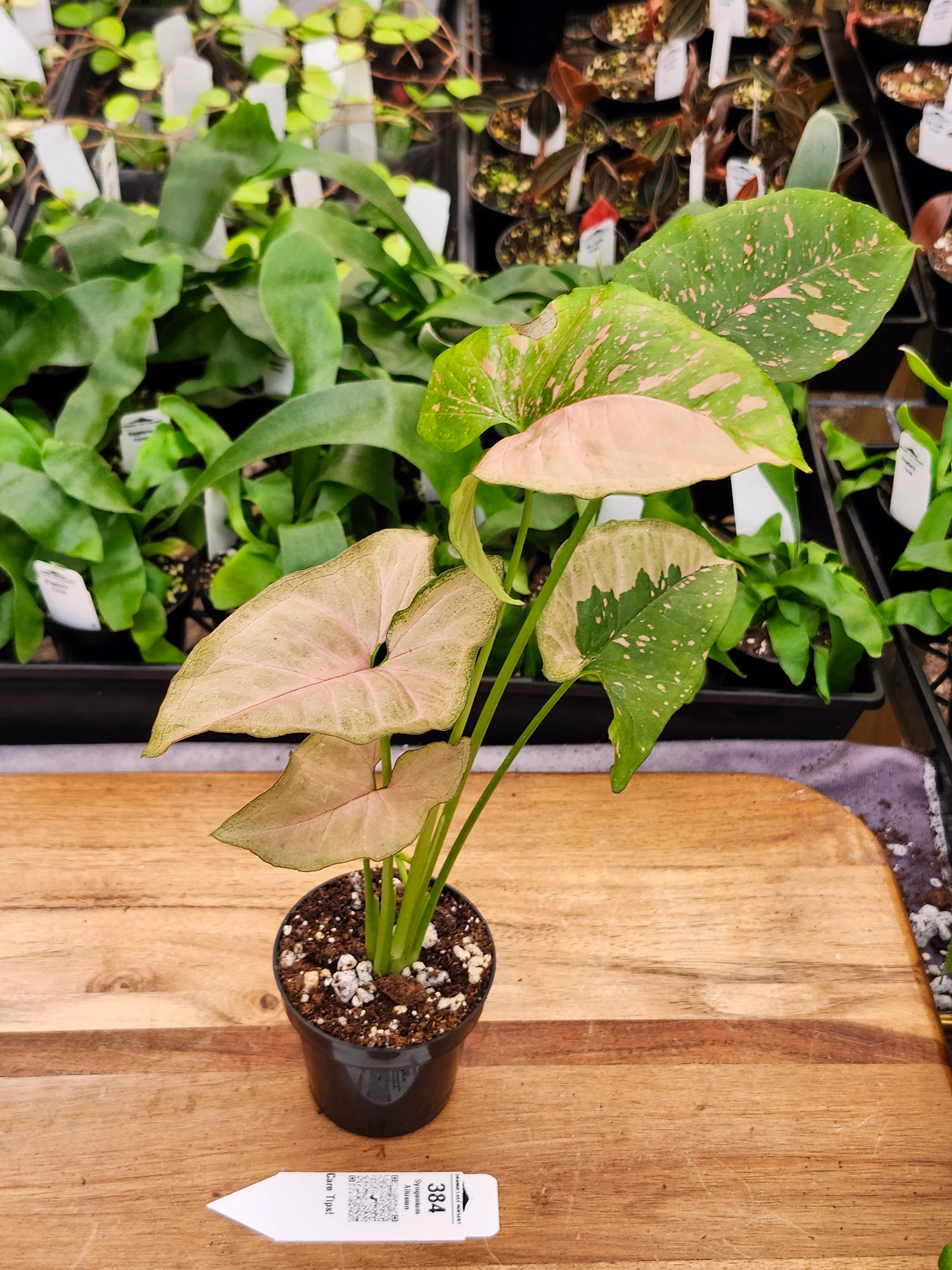 Syngonium Allusion (3in)-384