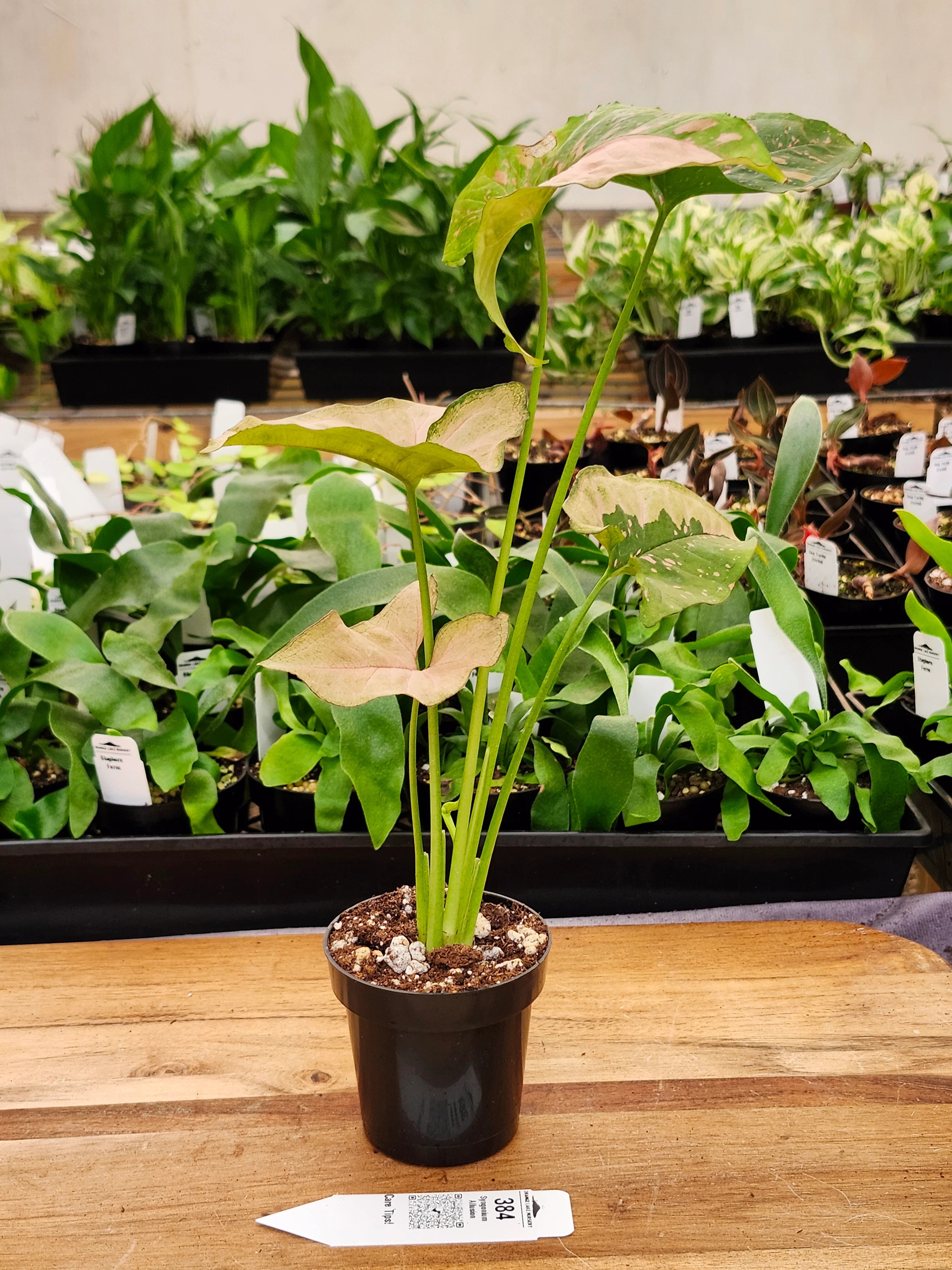 Syngonium Allusion (3in)-384 - Image 2