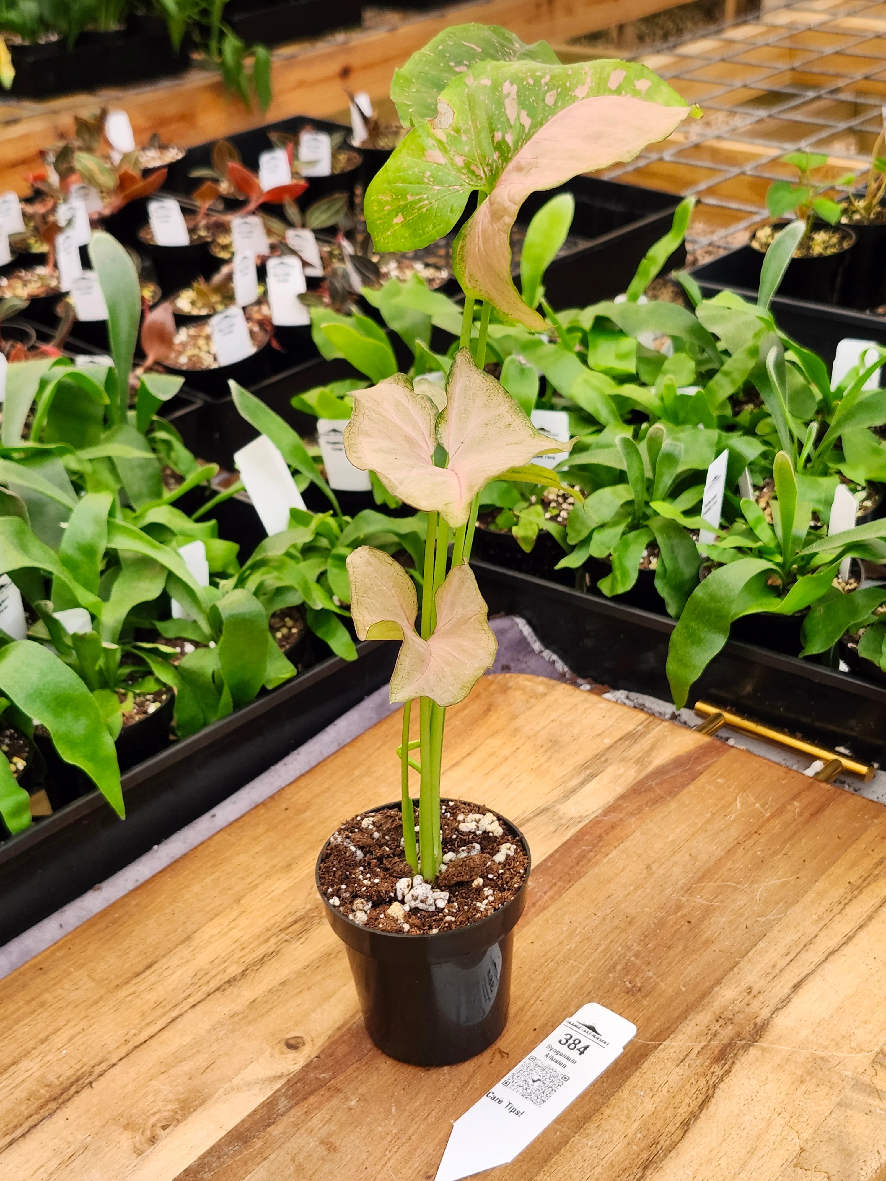 Syngonium Allusion (3in)-384 - Image 3
