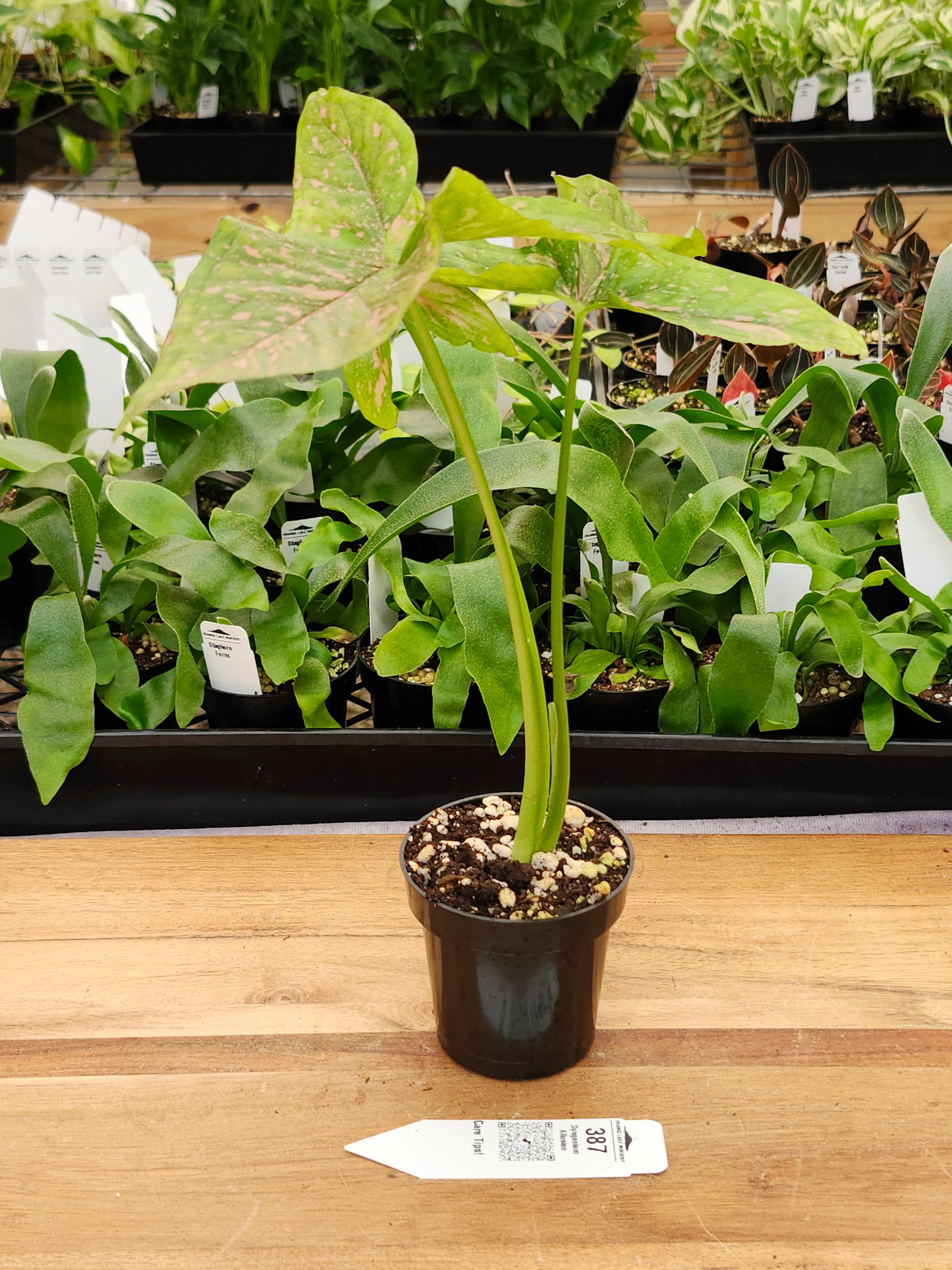 Syngonium Allusion (3in)-387 - Image 2